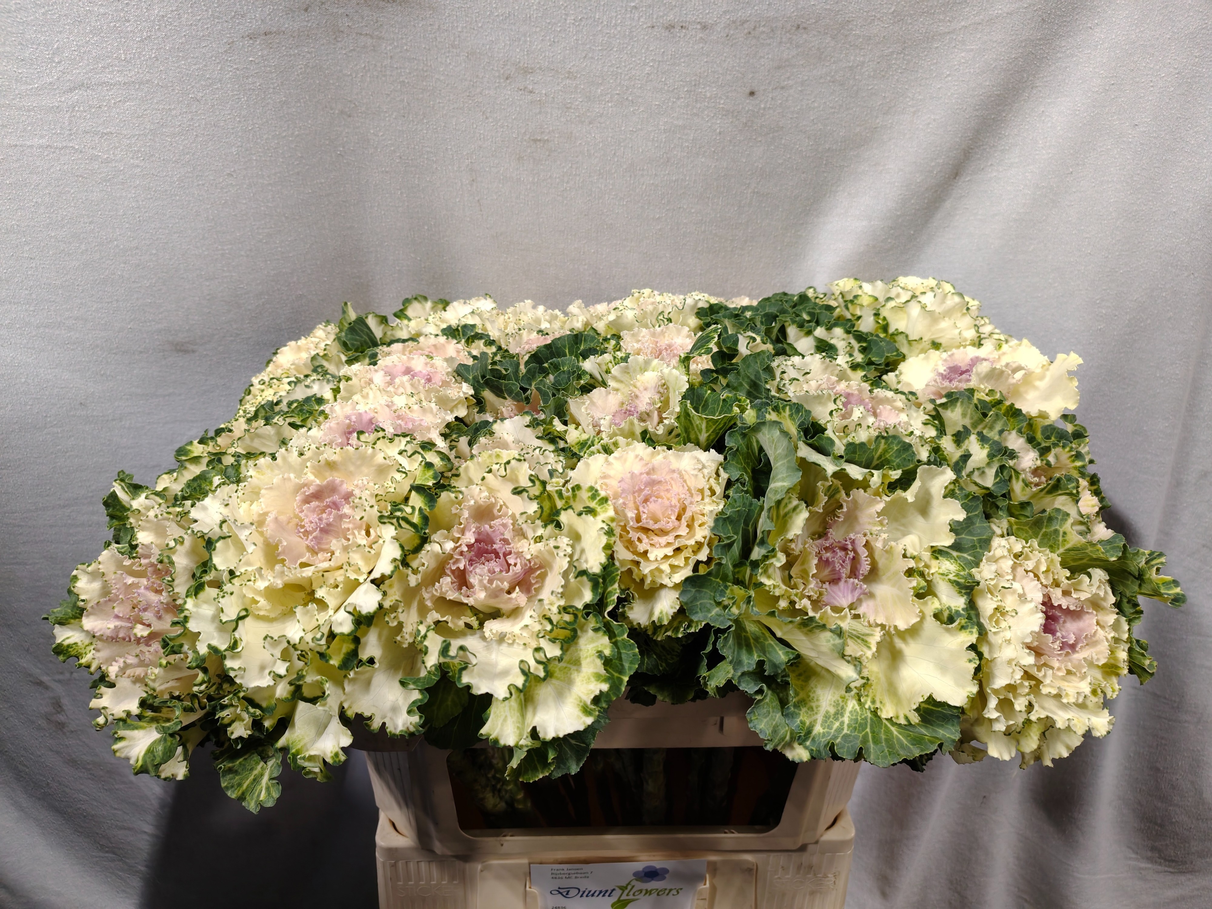 Brassica Crane Ruffle Bicolor 70cm