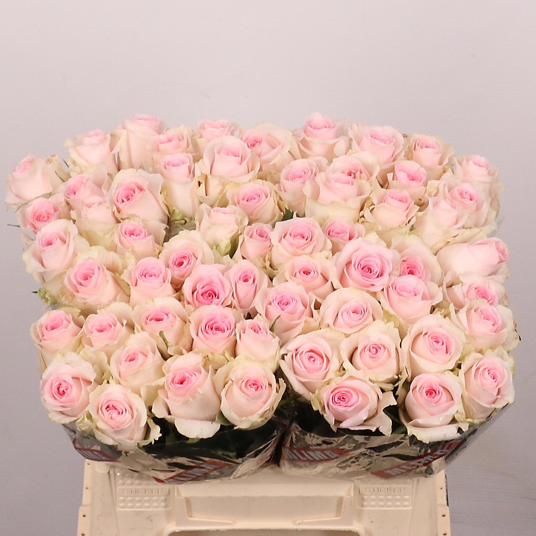 Rosa Revival Sweet 40cm
