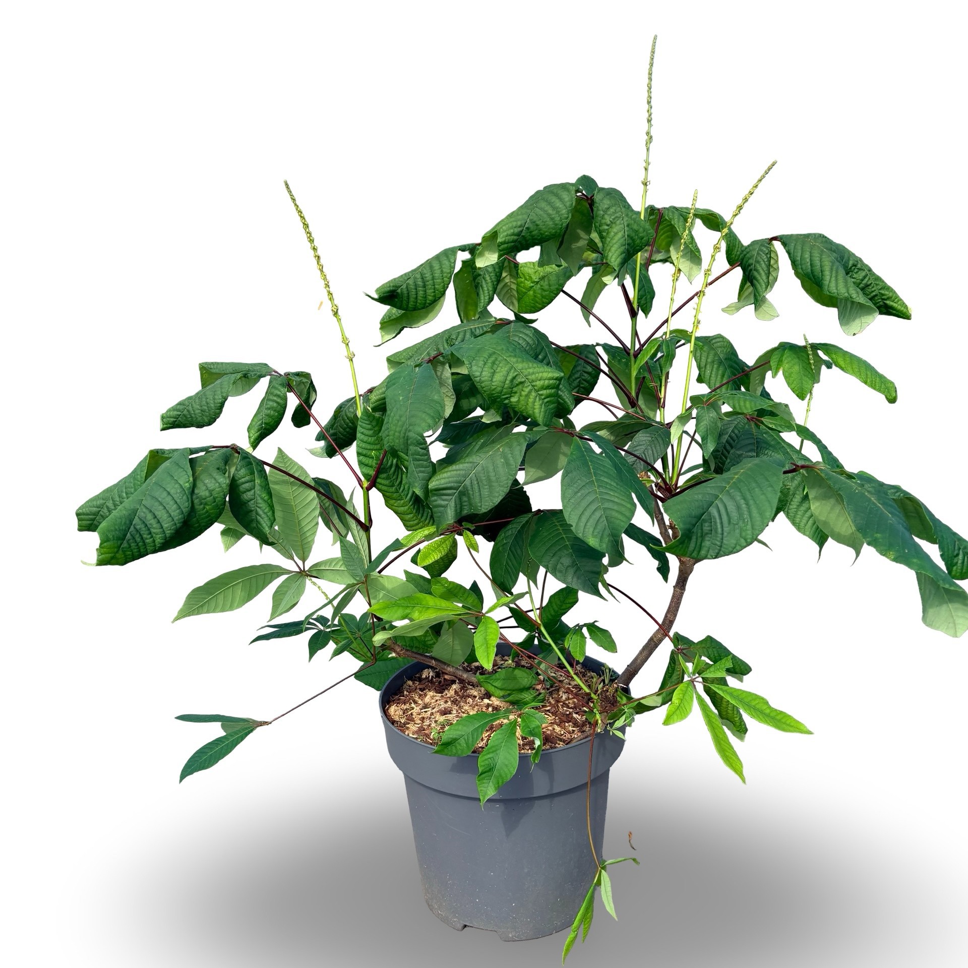 Aesculus parviflora