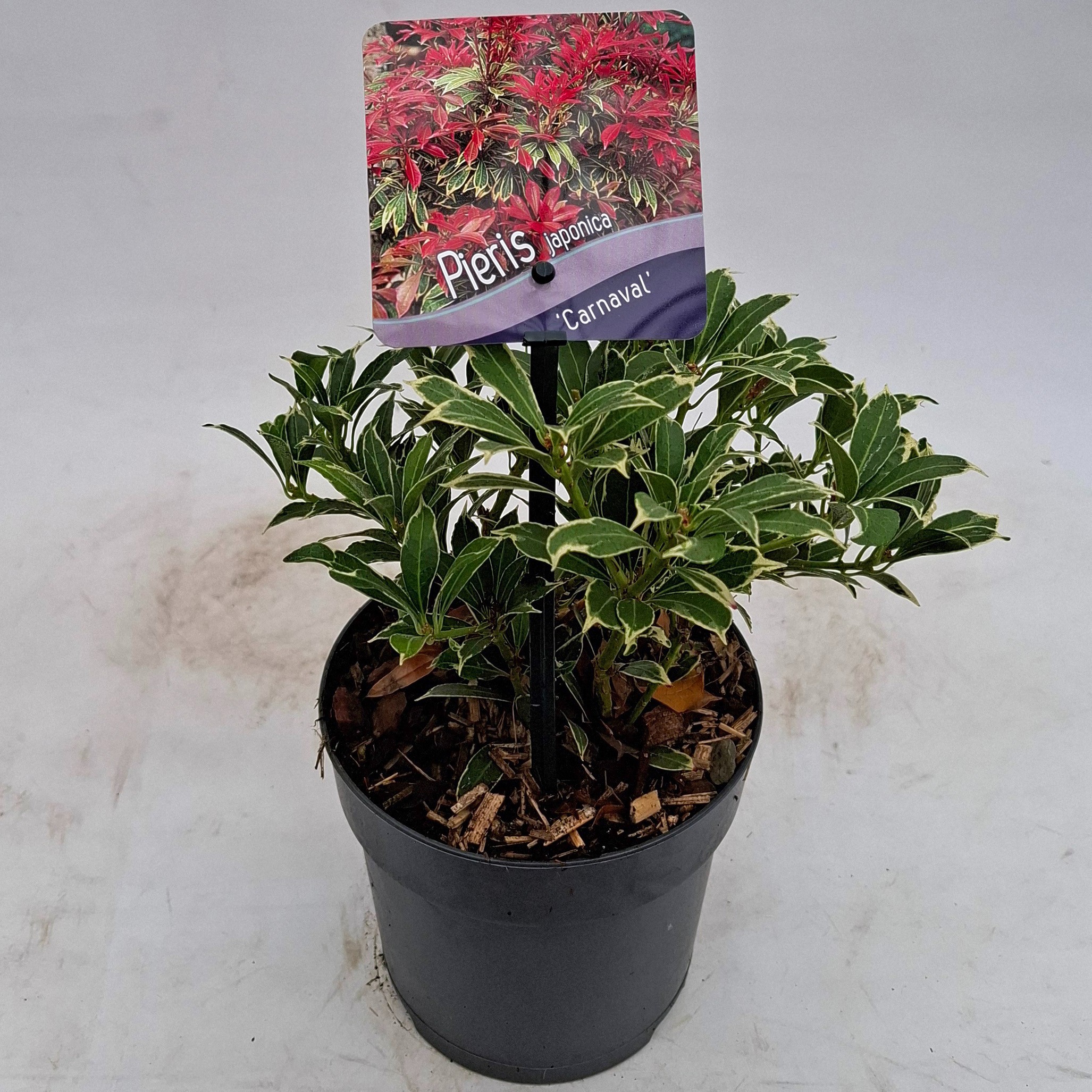 Picture of Pieris japonica 'Carnaval'