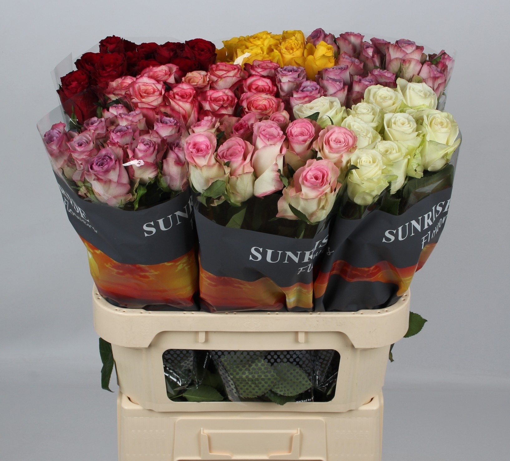 Rosa Mixed In Bucket 80cm