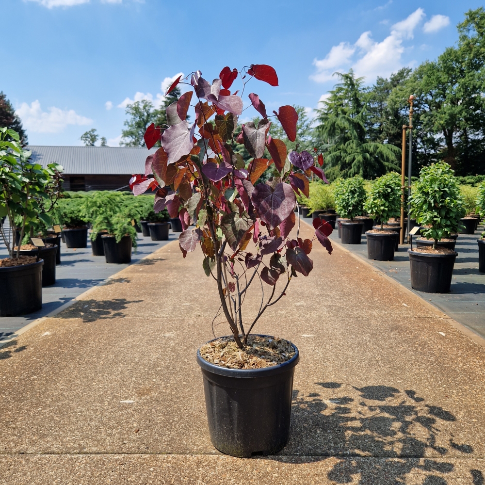 Picture of Cercis canadensis Merlot C11 40/50