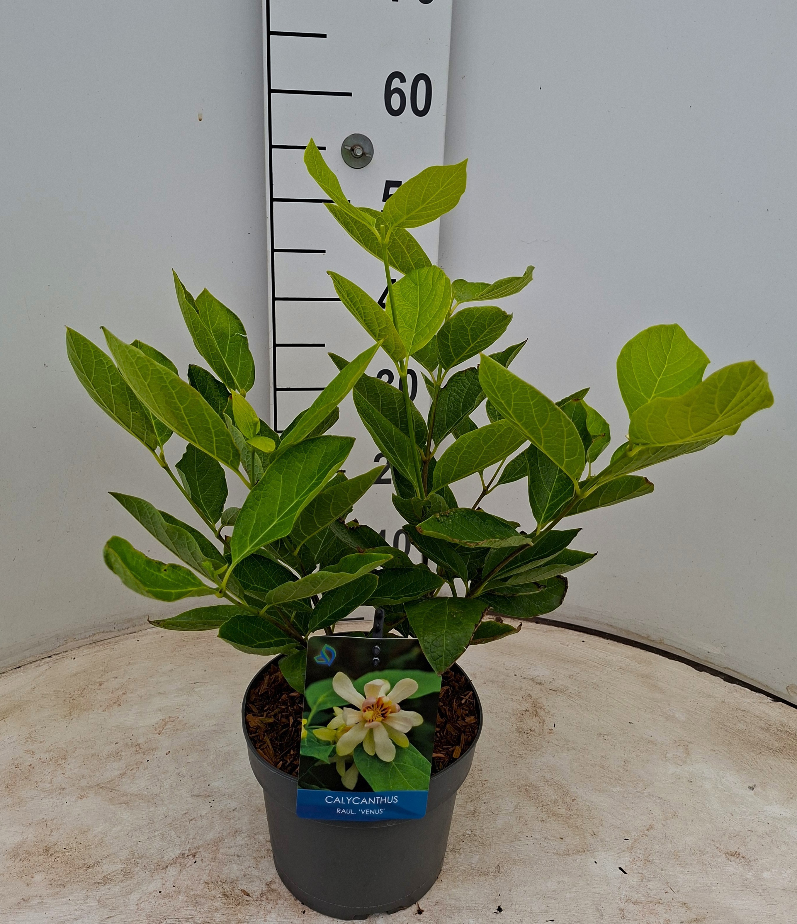 Calycanthus x raulstoni 'Venus'