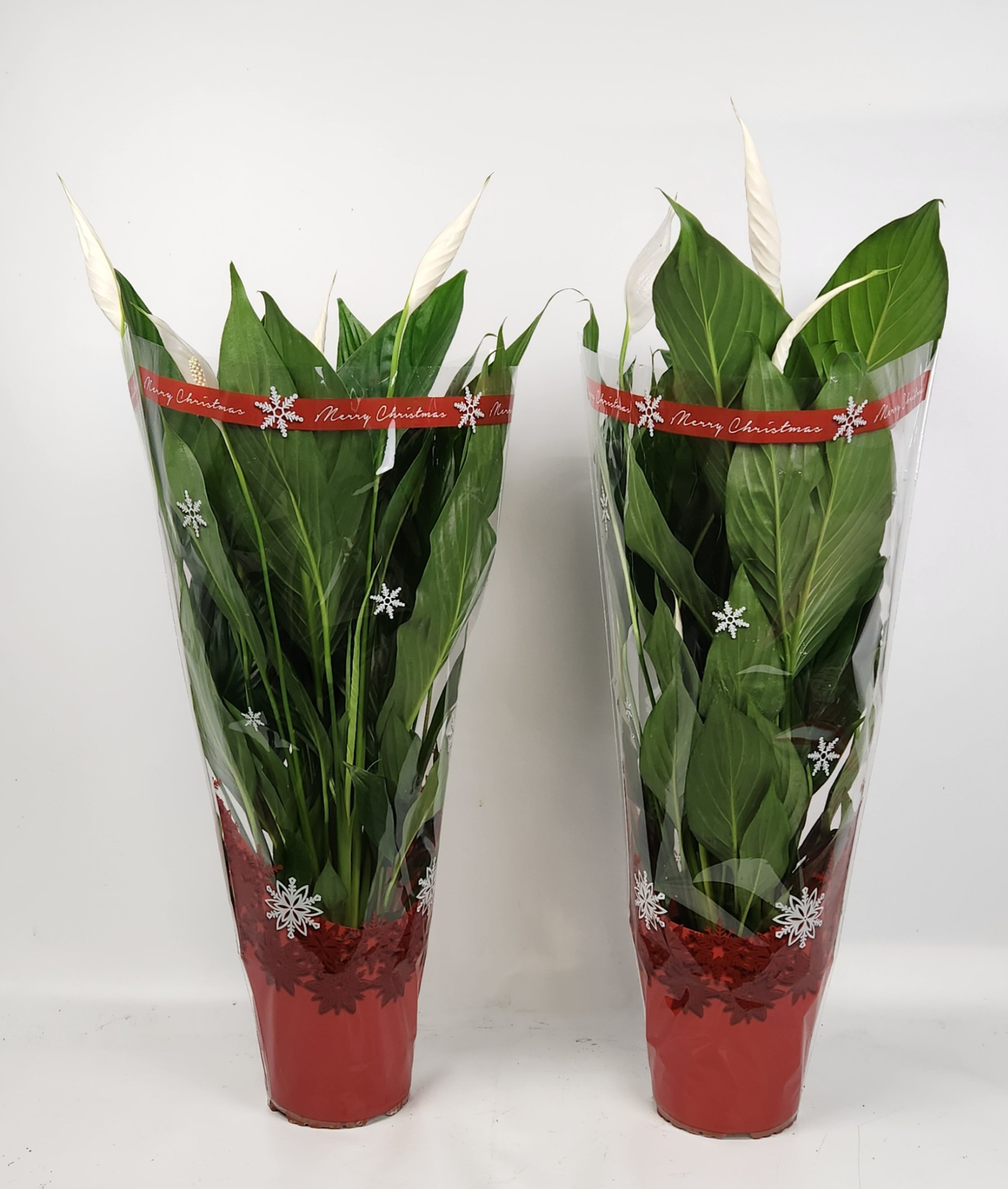 Picture of Spathiphyllum Bingo in Xmas sleeve P17 70CM