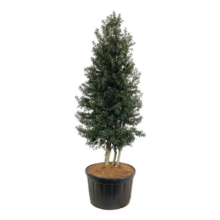 Ilex aquipernyi Dragon Lady ('Meschick')