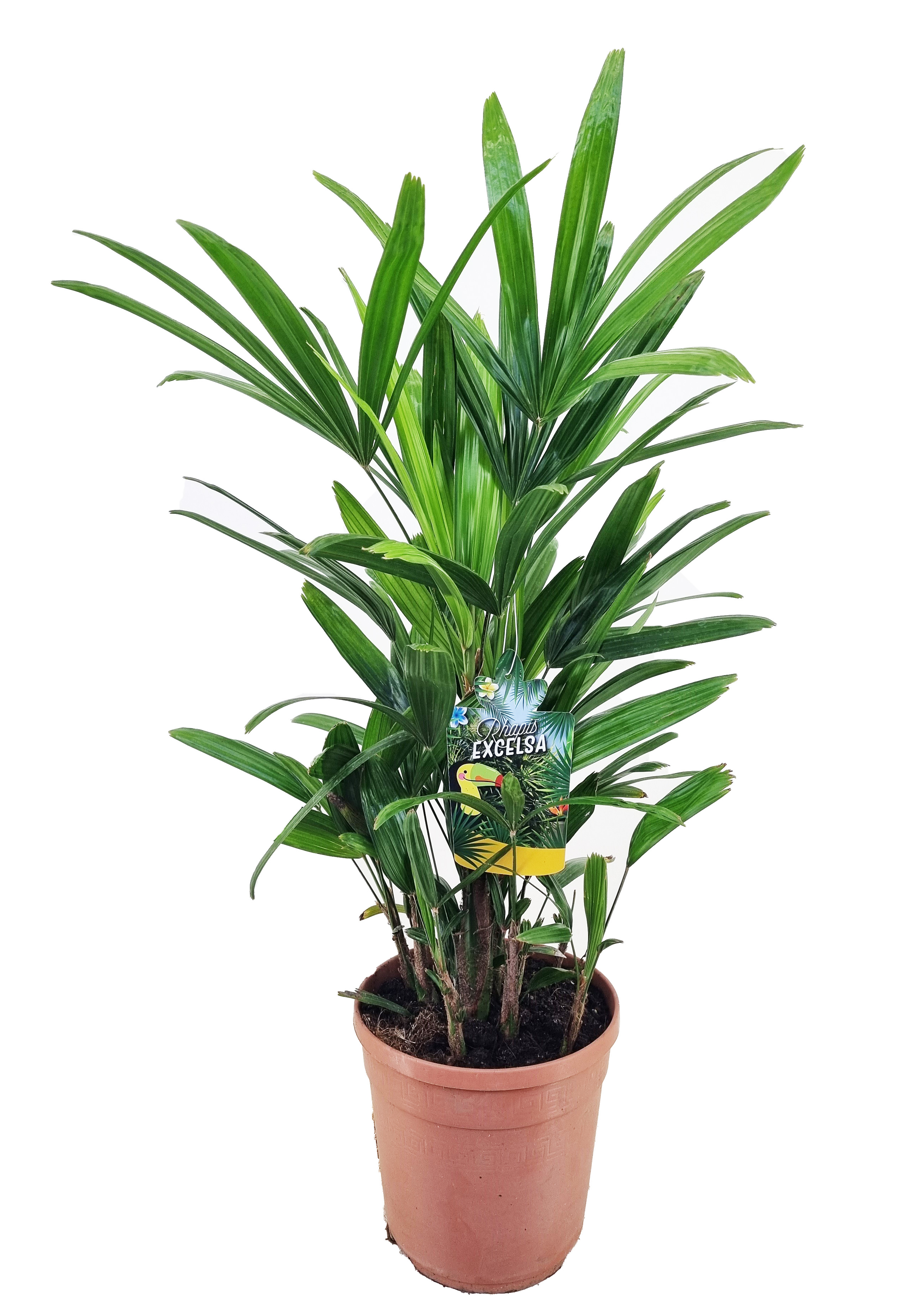 Picture of Rhapis excelsa P21 (4 Ltr)