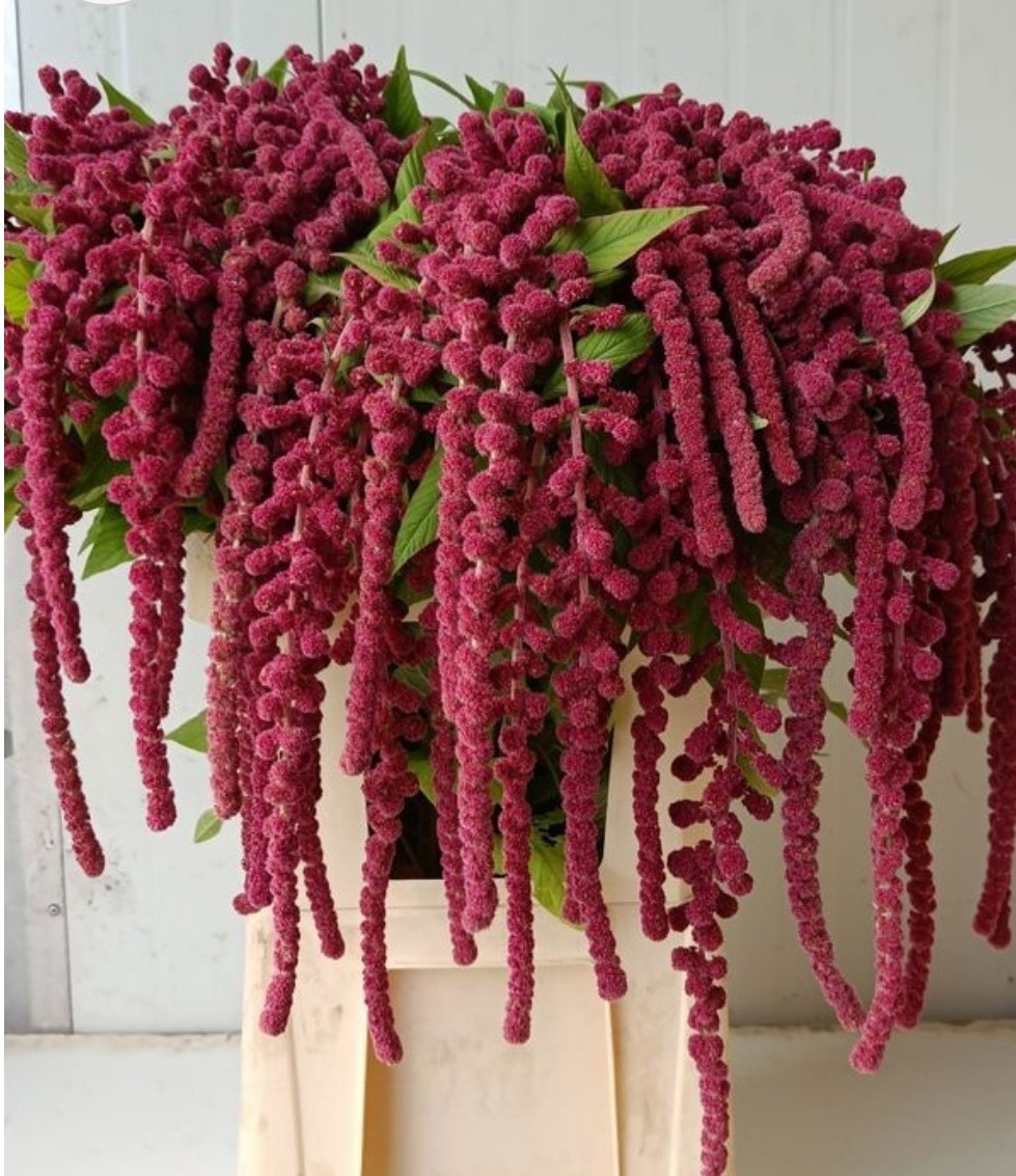 Amaranthus Hang Rosary 80cm