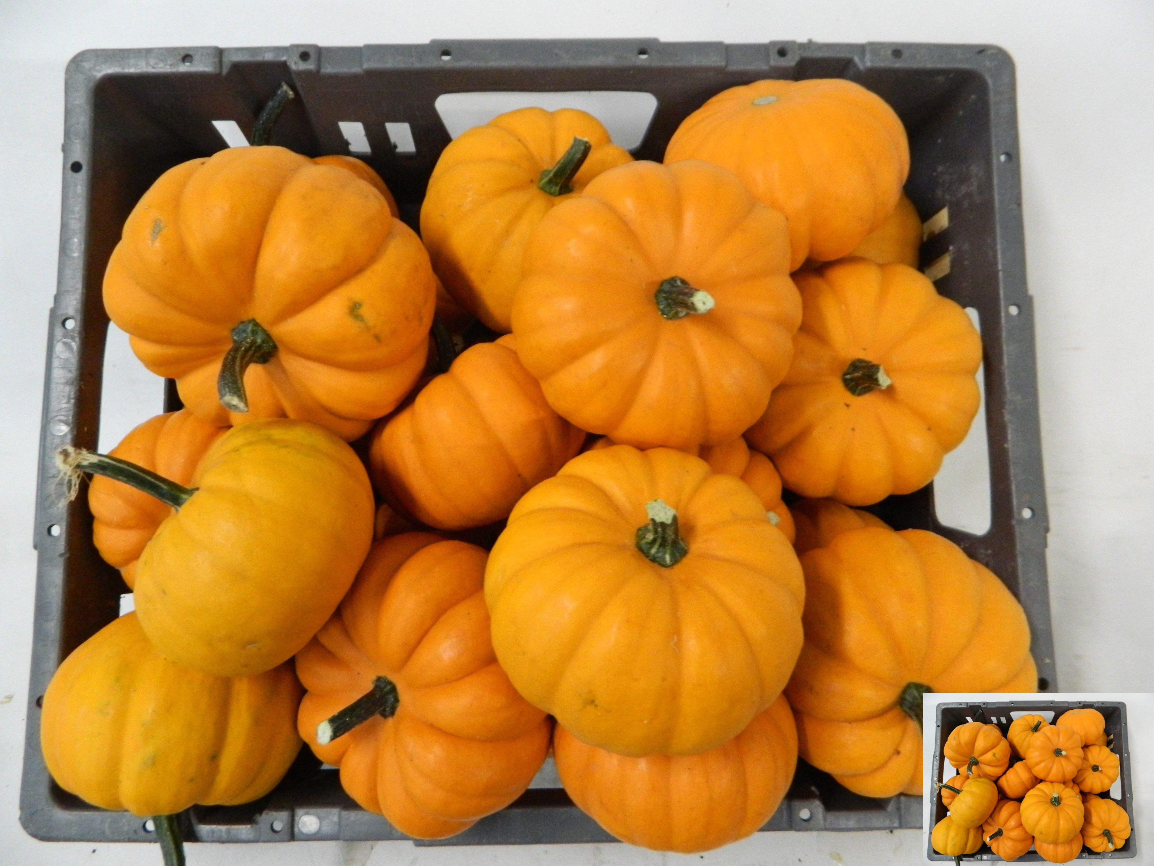 Cucurbita Jack Be Little