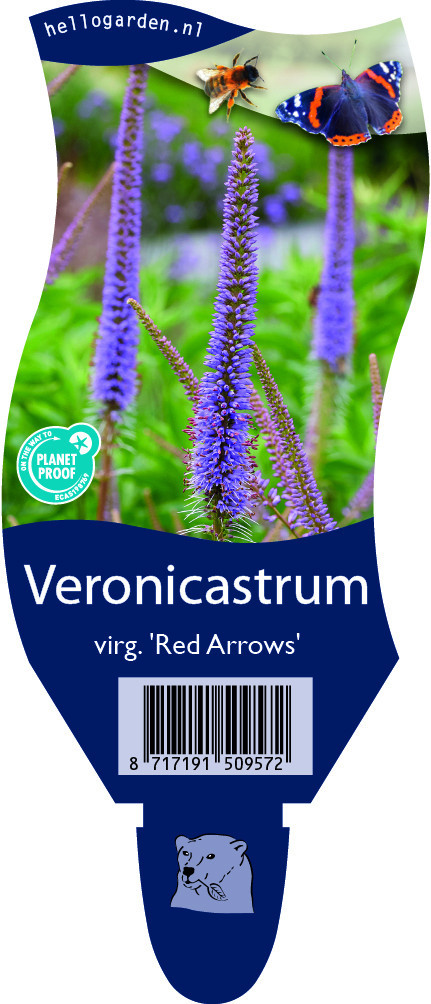 Veronicastrum virginicum 'Red Arrows'