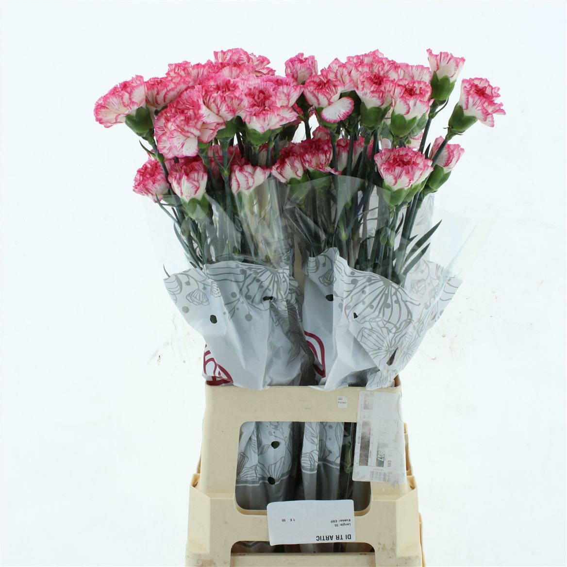 Dianthus St Spritz 70cm