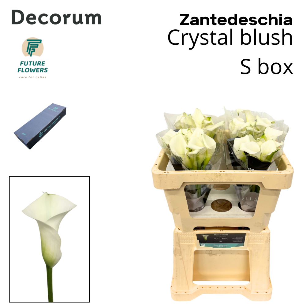 Zant Crystal Blush