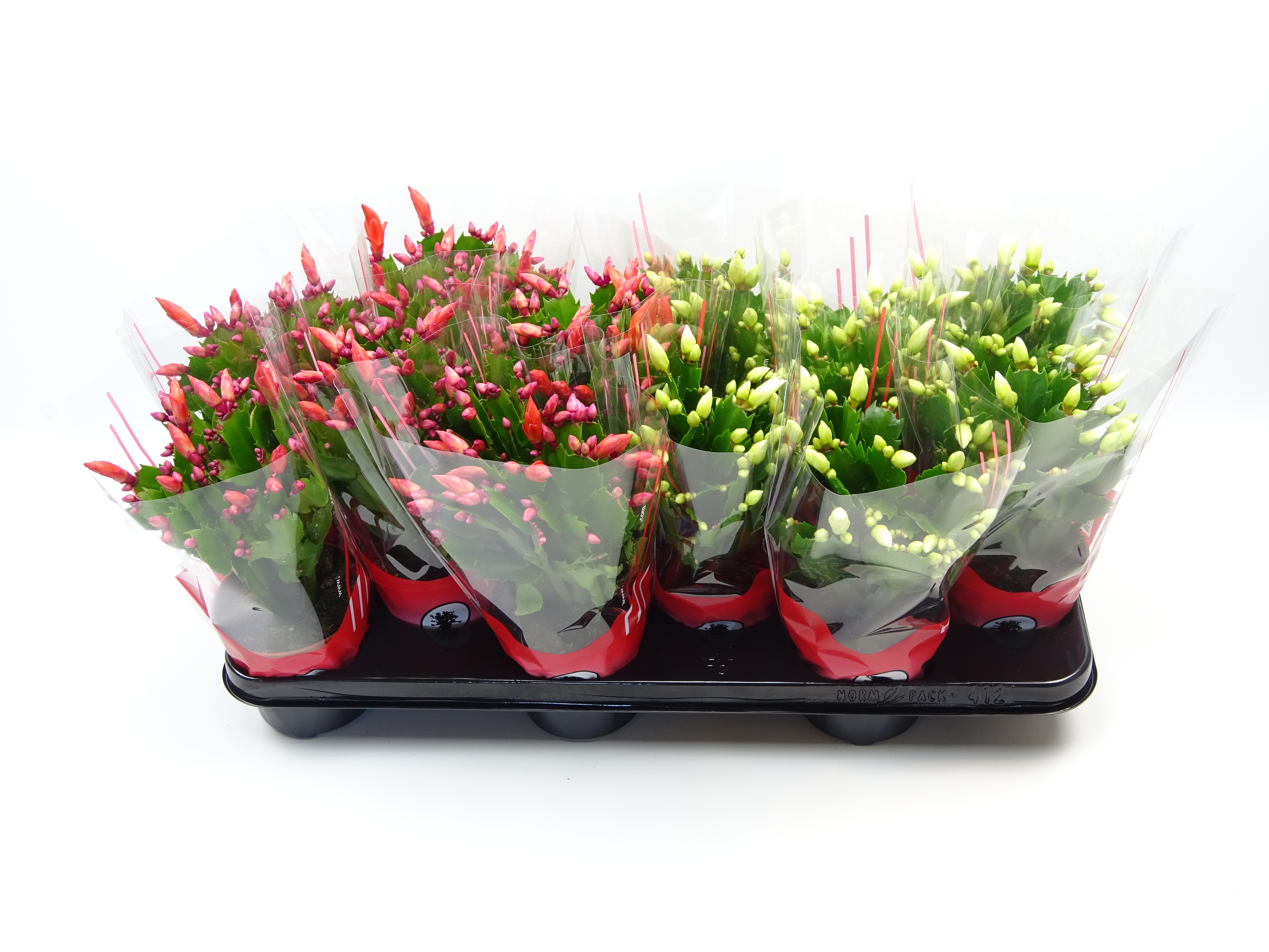 Picture of Schlumbergera truncata 2 colour mix in red sleeve P10.5 30CM