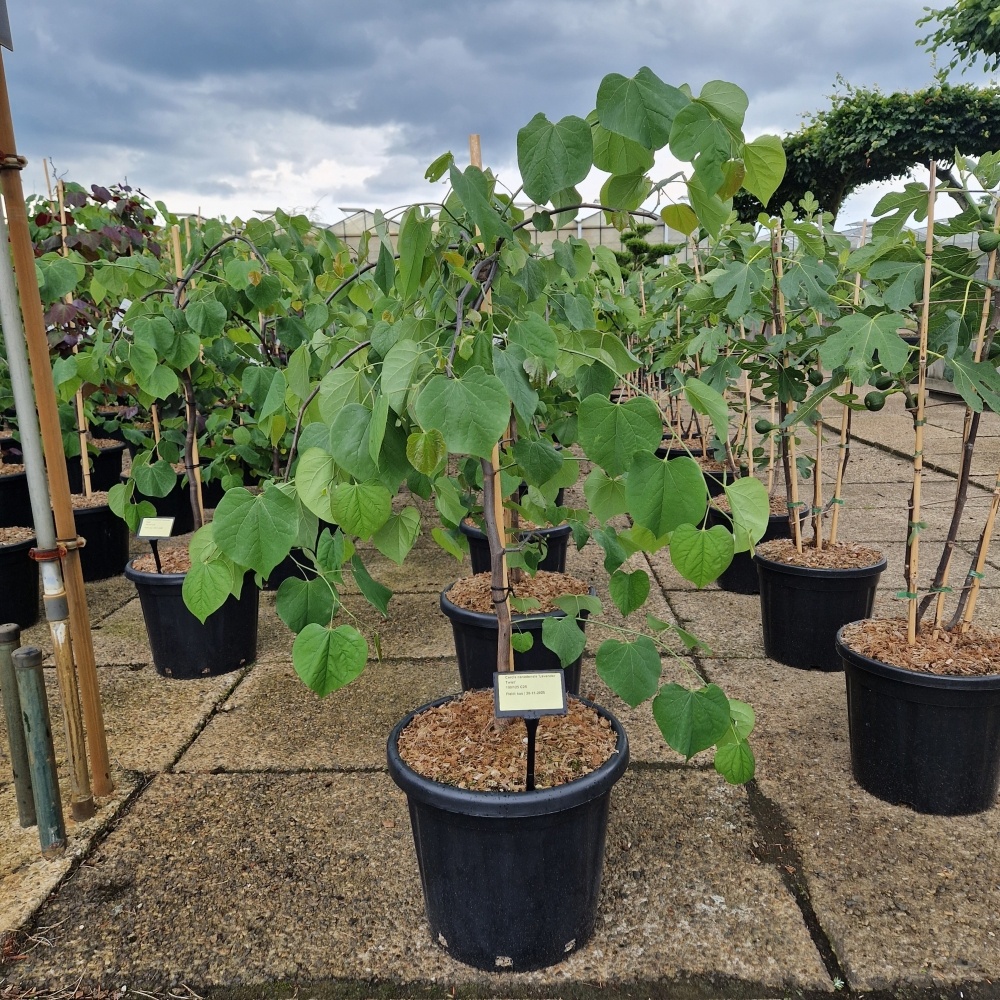 Cercis canadensis Lavender Twist ('Covey')