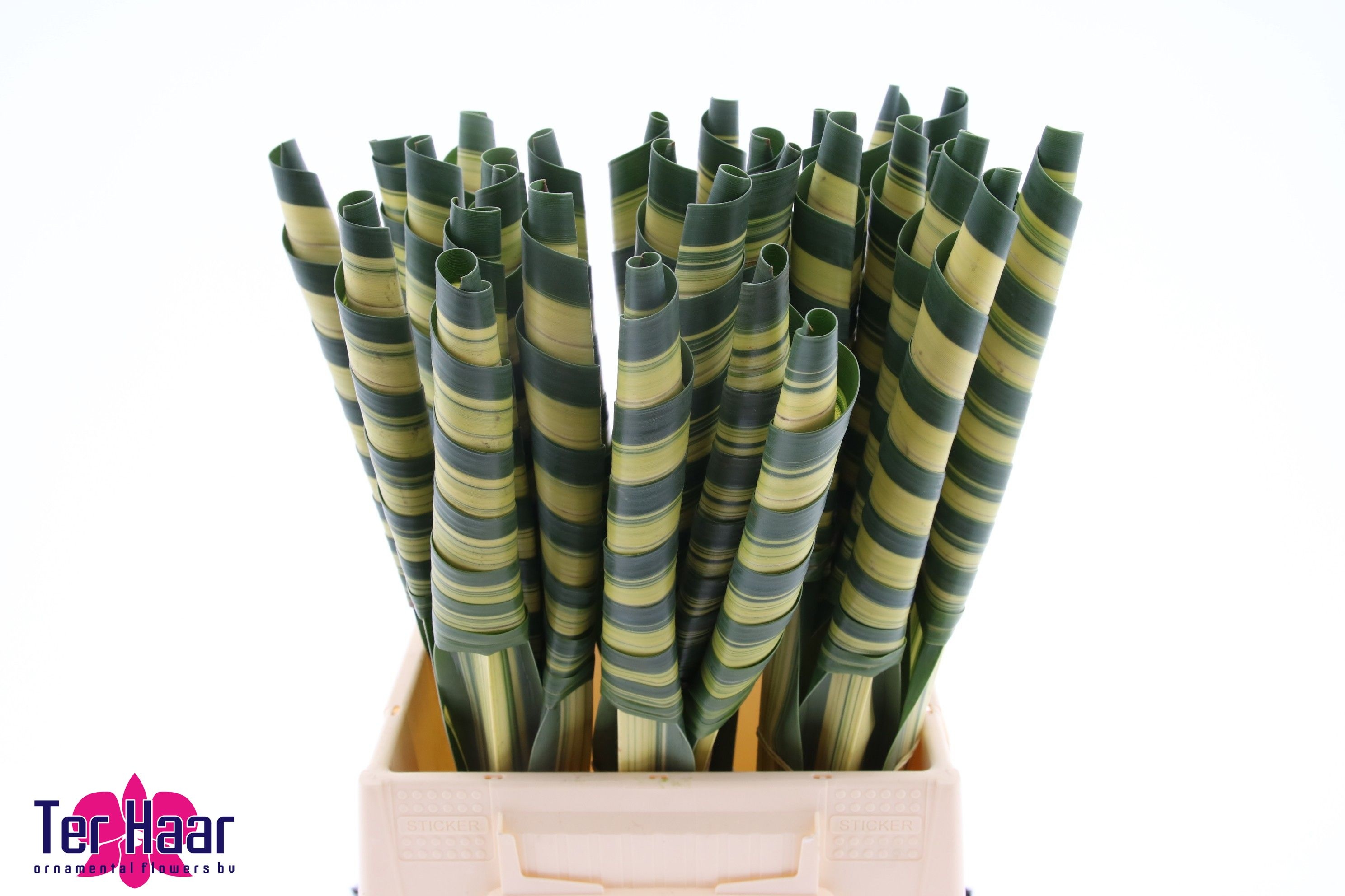 Pandanus (blad)