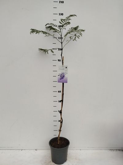 Jaccaranda mimosifolia