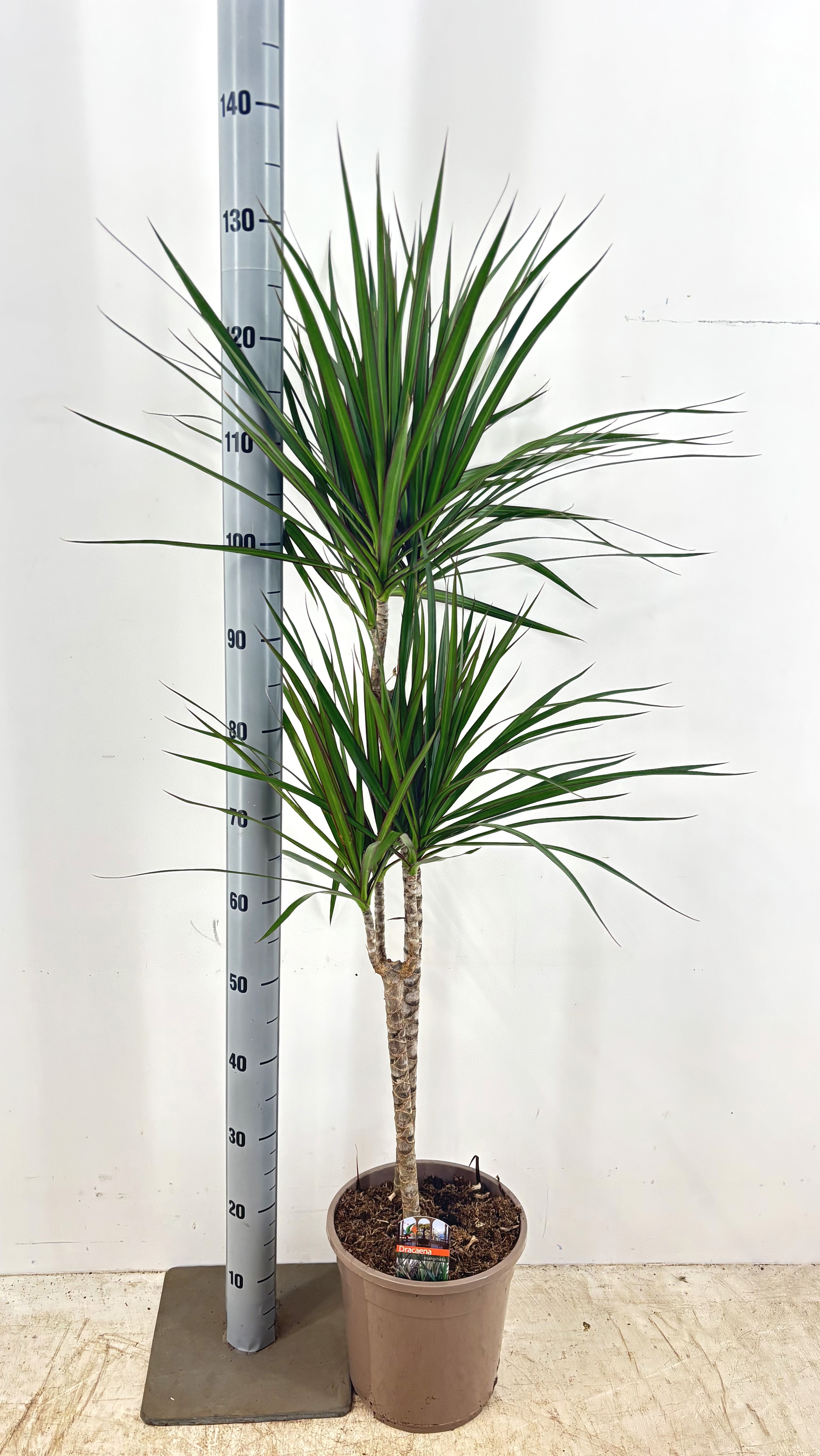 philodendron cobra ableger Philodendron Cobra – Monjungle main image 0