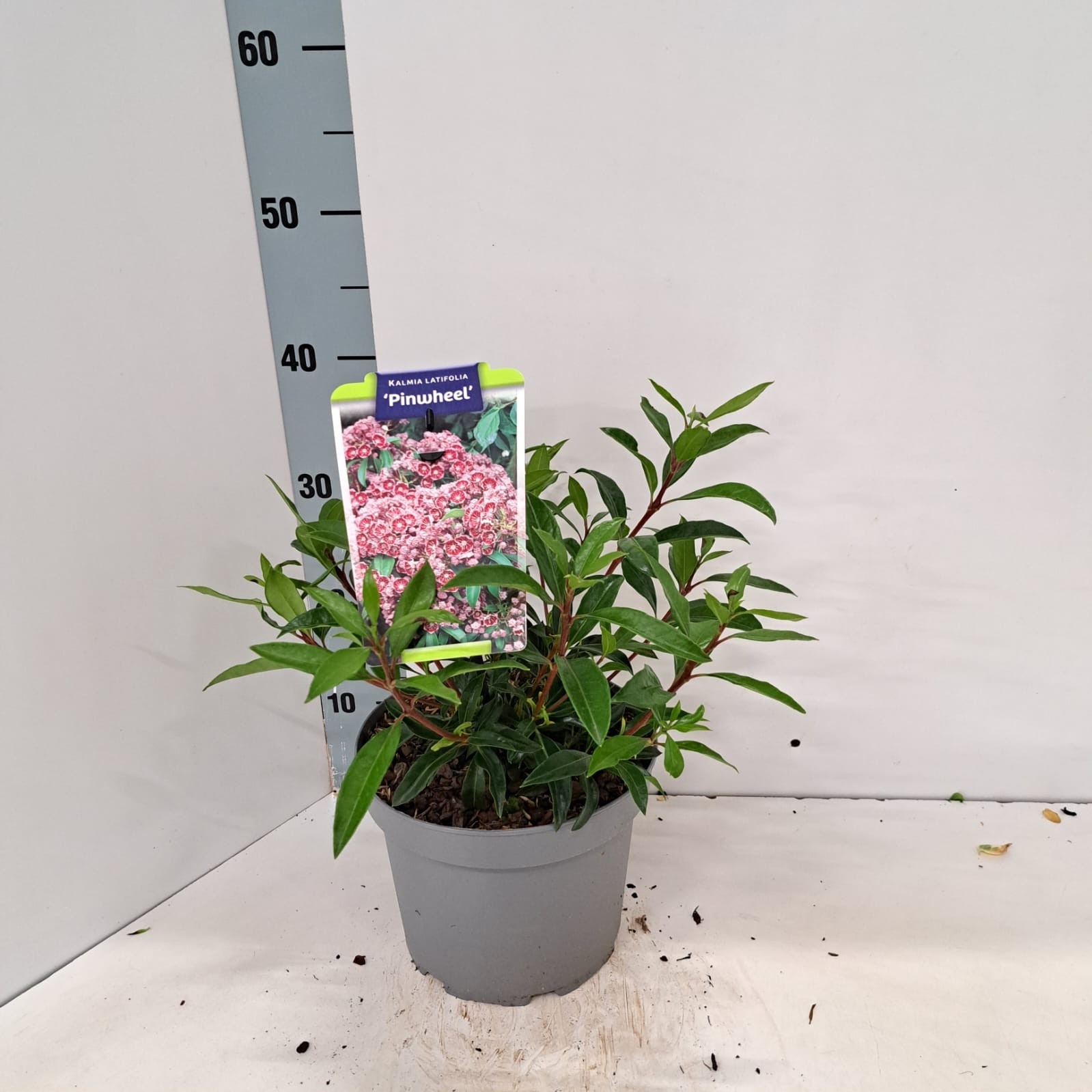 Kalmia latifolia 'Pinwheel'