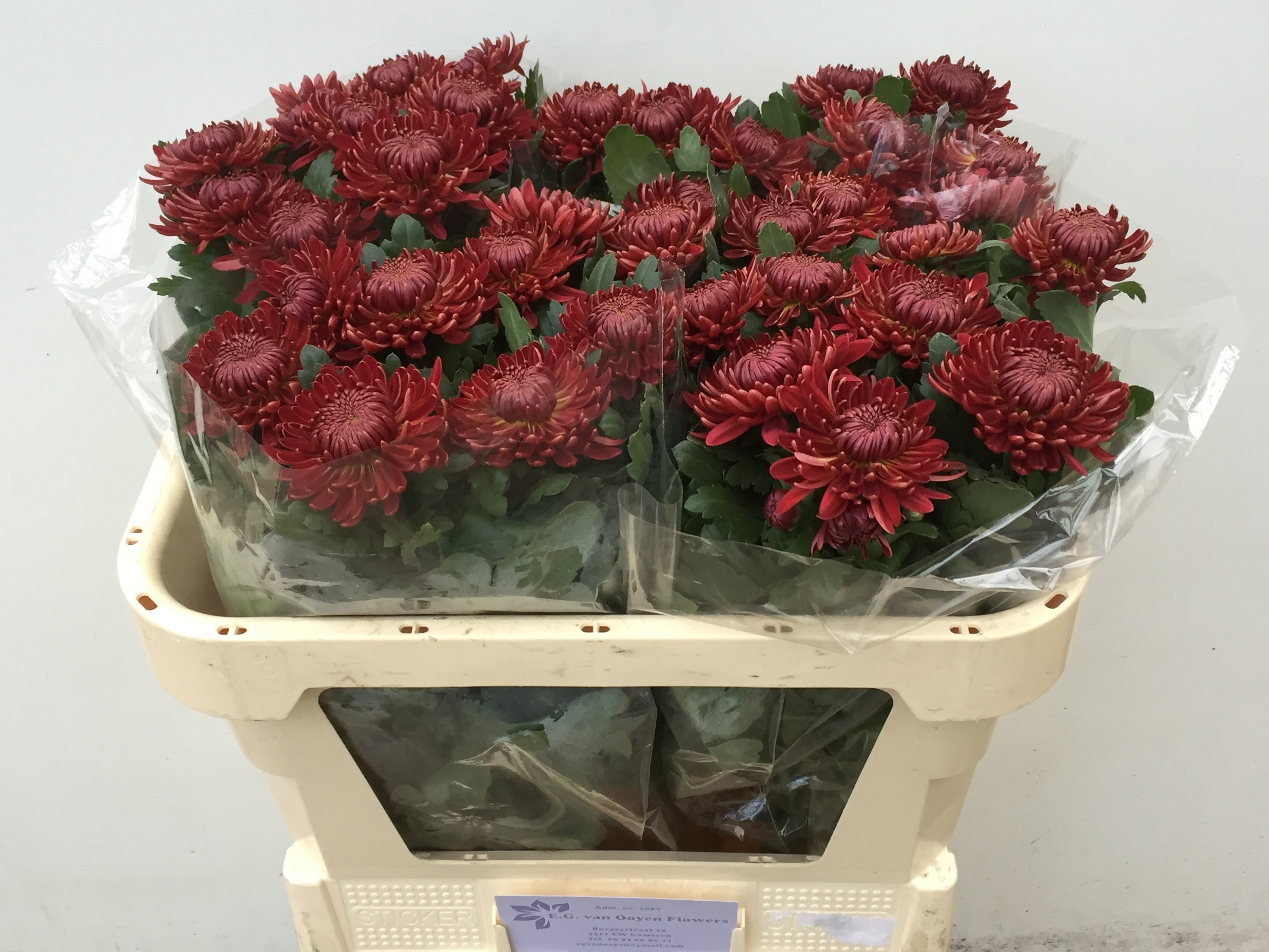 Chrys Single Bigoudi Red 70cm 55gram