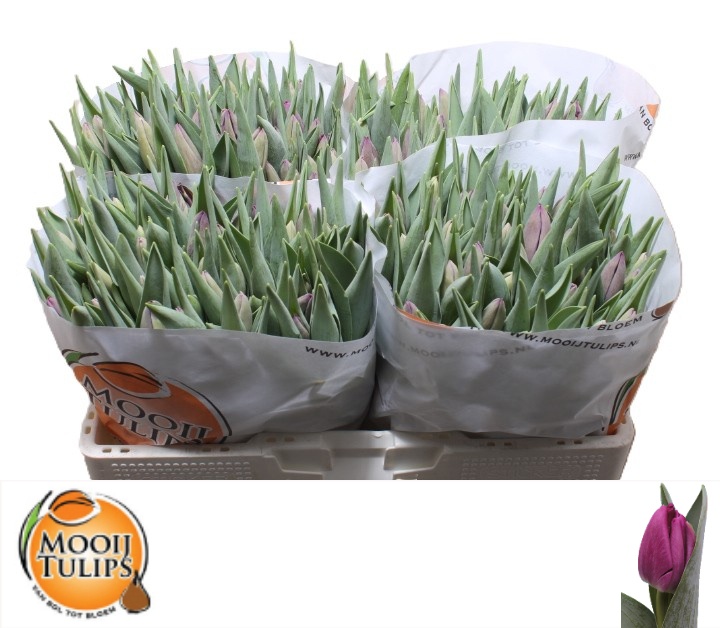 Tulipa Bullit 37cm 30gram