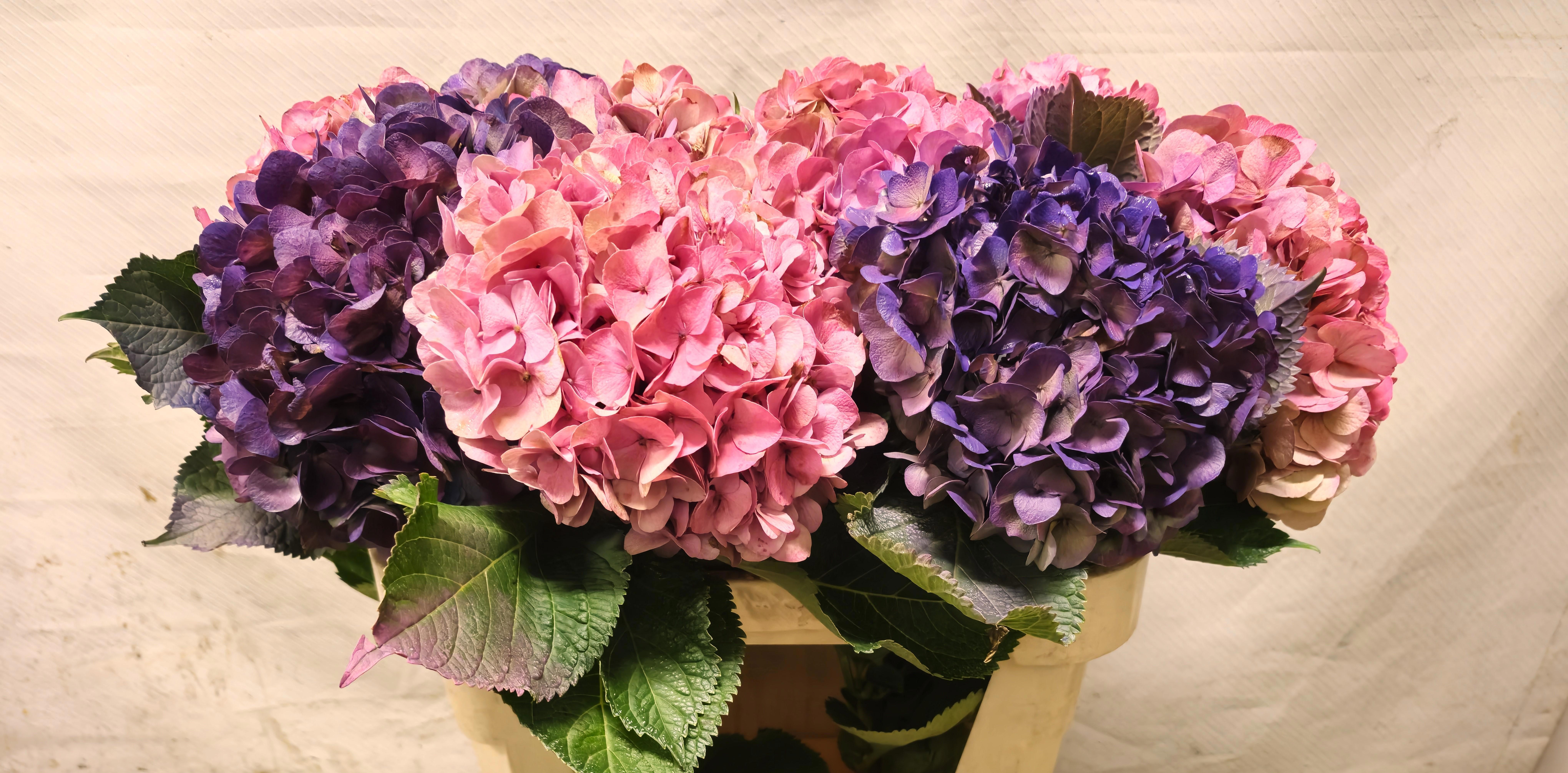 Hydrangea Painted 70cm 17Ø