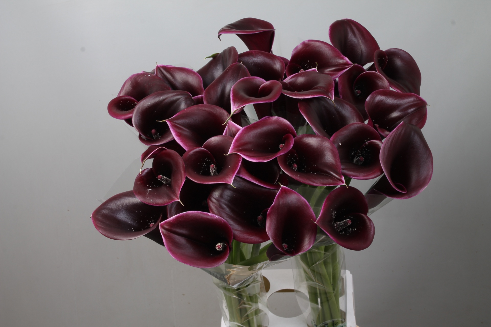 Calla Cantor 90cm