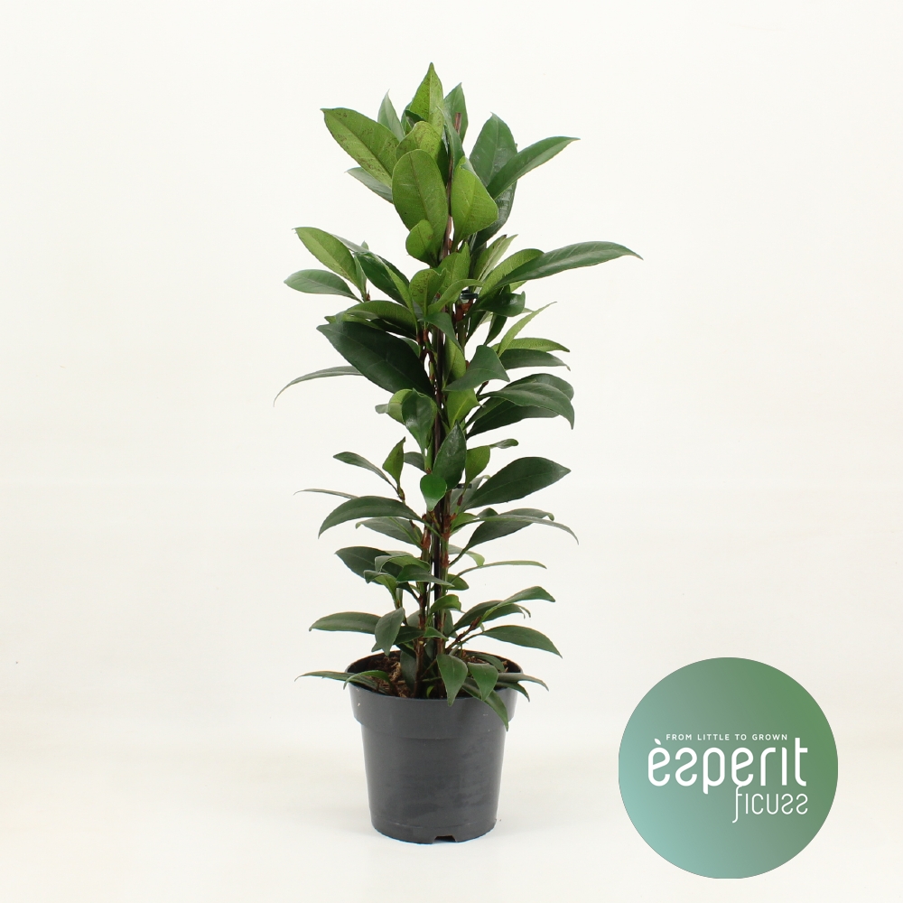 Picture of Ficus cyathistipula Compacta P17 70CM