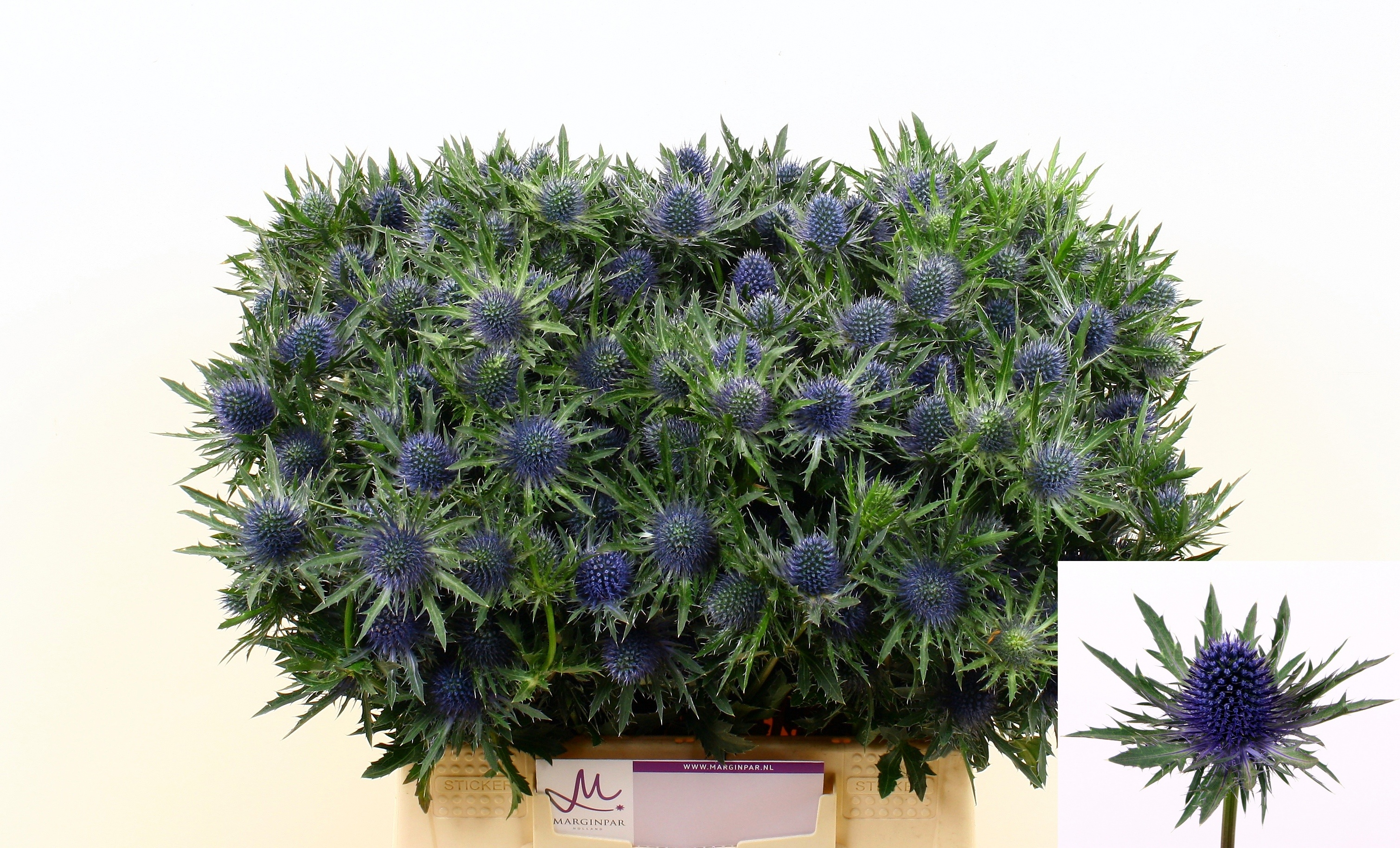 Eryngium Aquar Questar 40cm