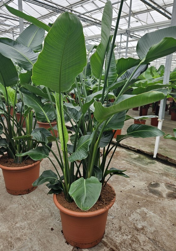 Picture of Strelitzia nicolai P55 240CM (LOOSE)