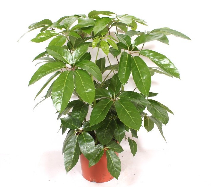 Schefflera Actinophylla ' Amate’
