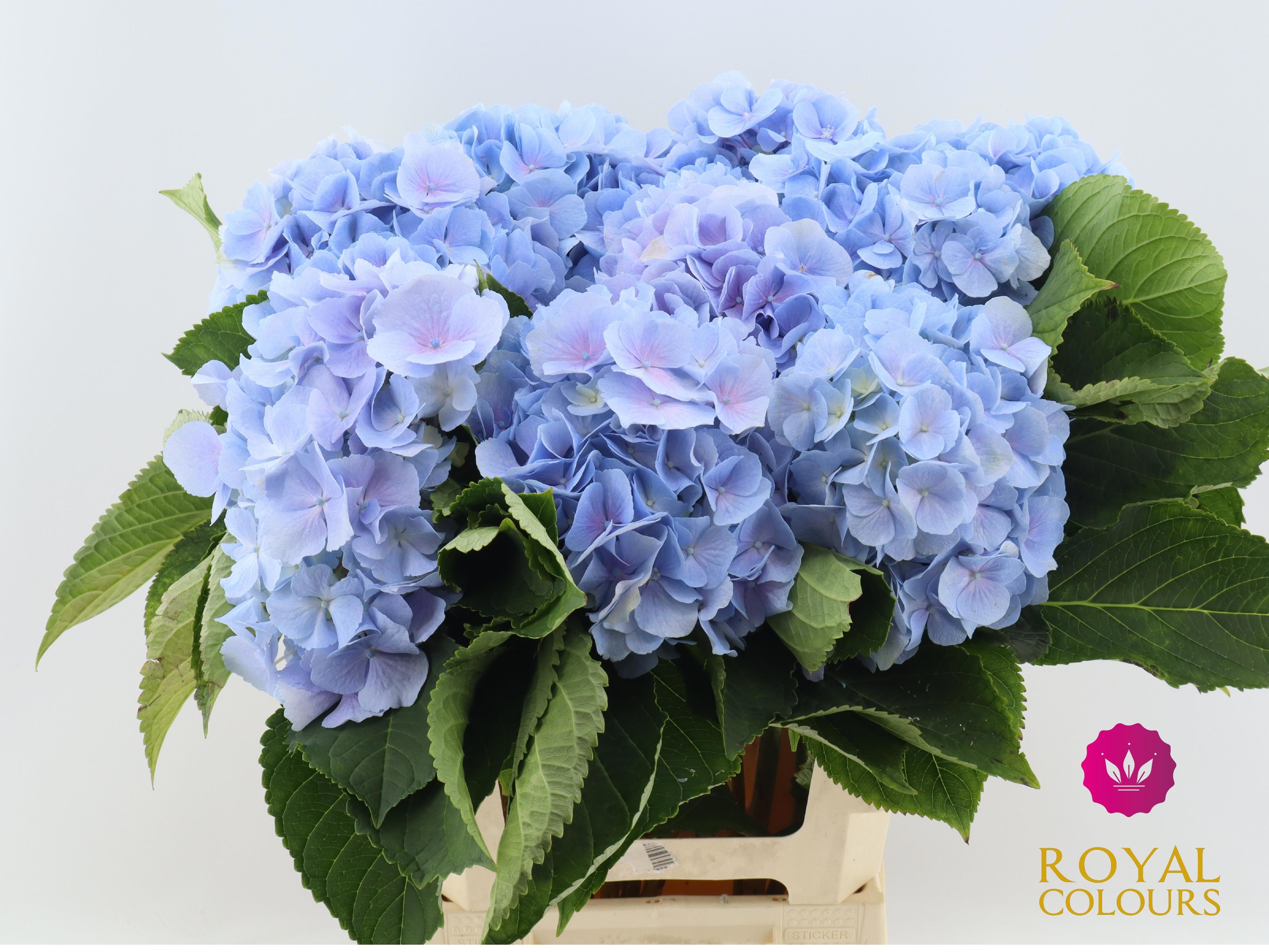 Hydrangea Verena Blue 60cm 18Ø