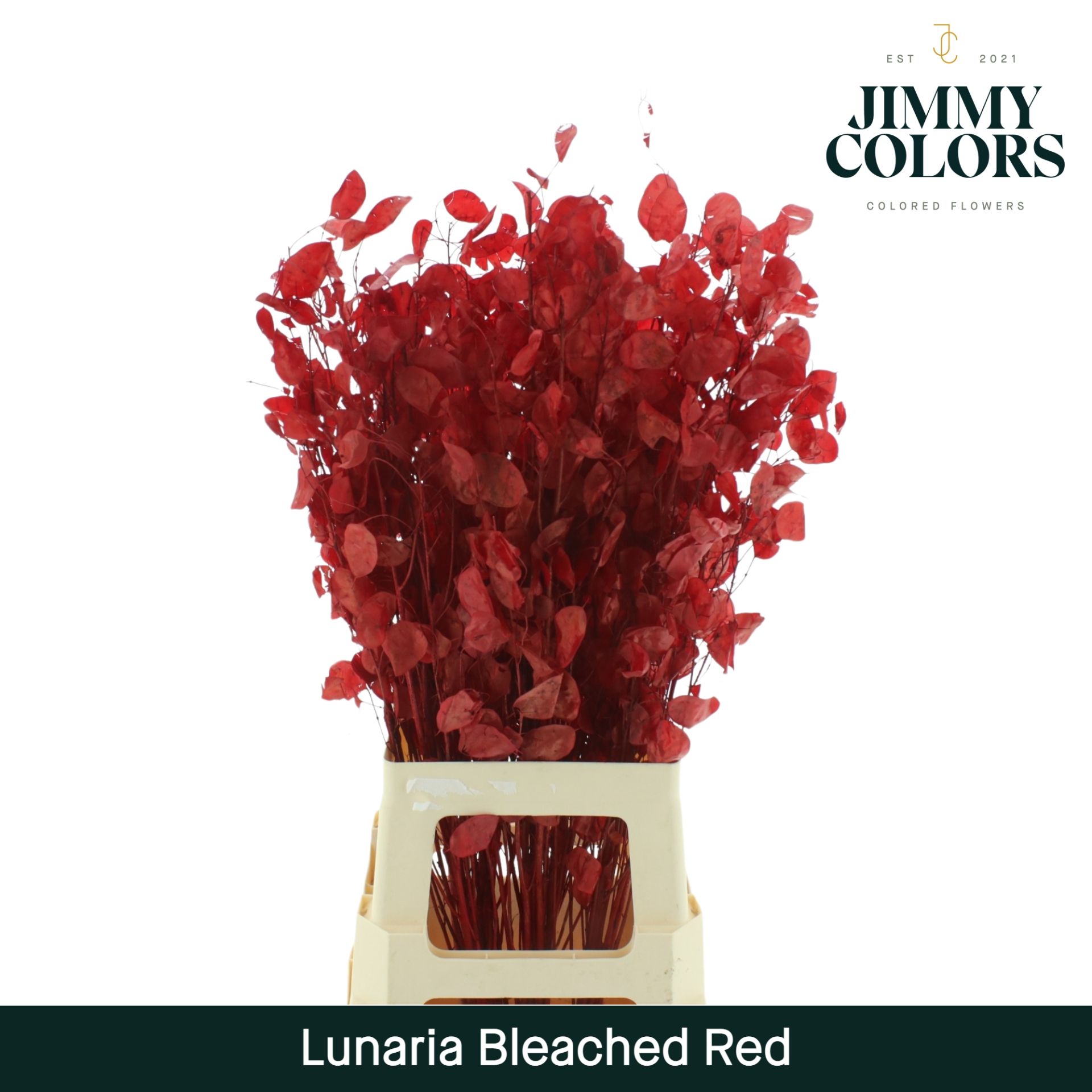 Lunaria Gebleekt Red