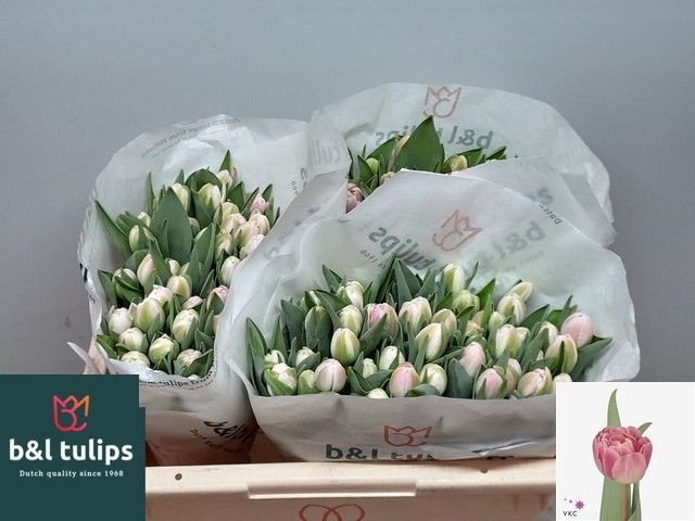 Tulipa Double Vogue 38cm 34gram