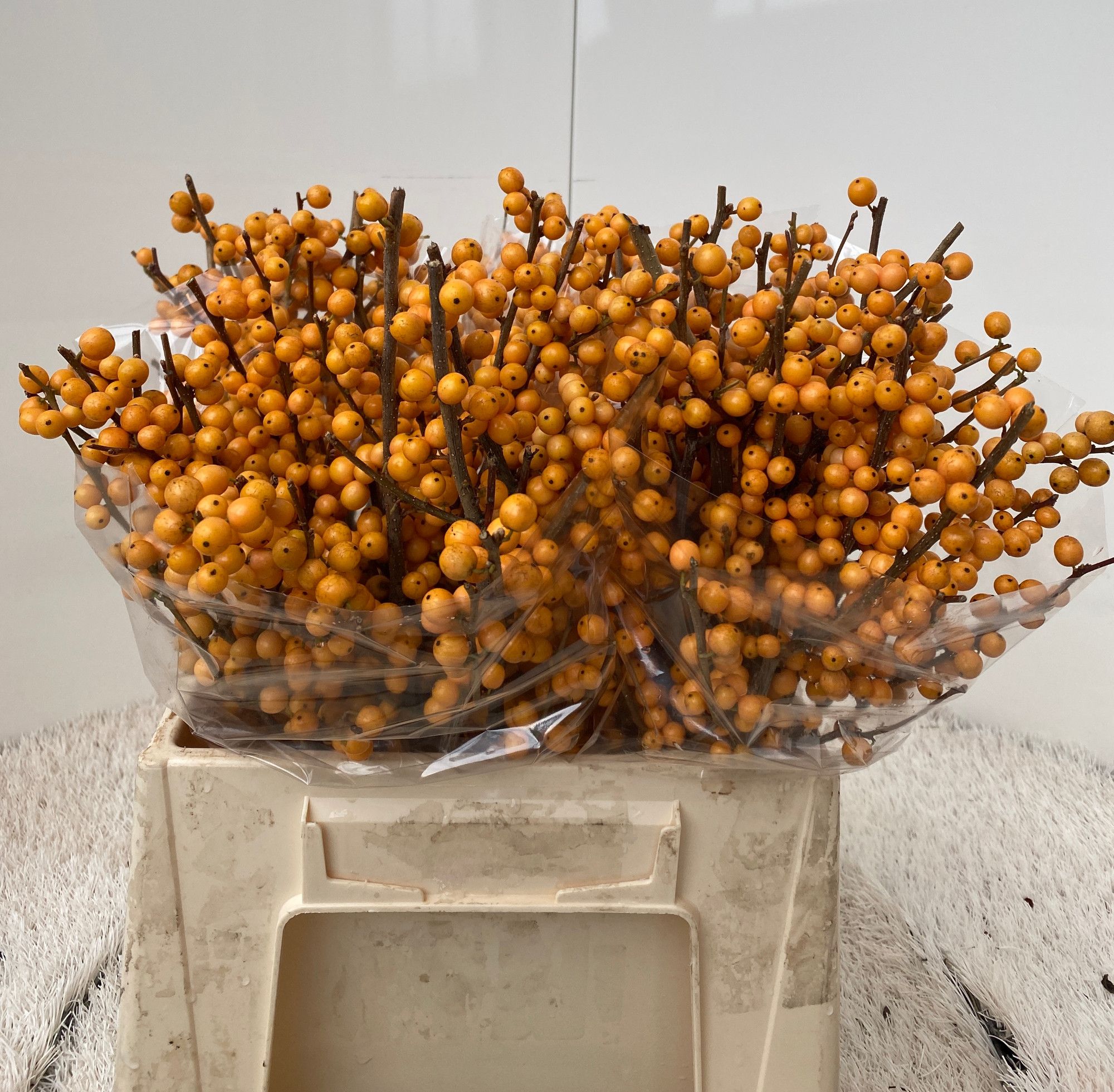 Ilex Golden Verboom 40cm