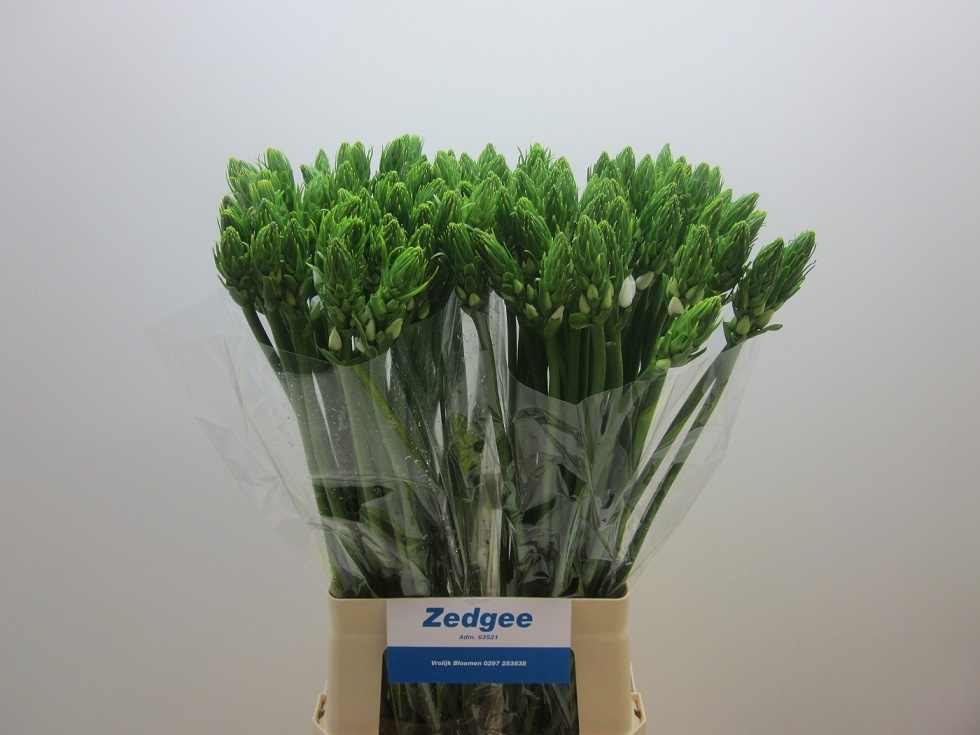 Ornithogalum Thyrsoides 70cm