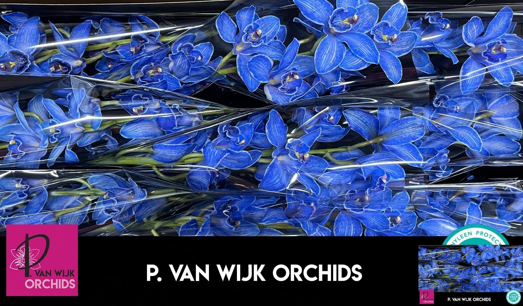 Cymbidium Dyed Asst/* 8/11bl