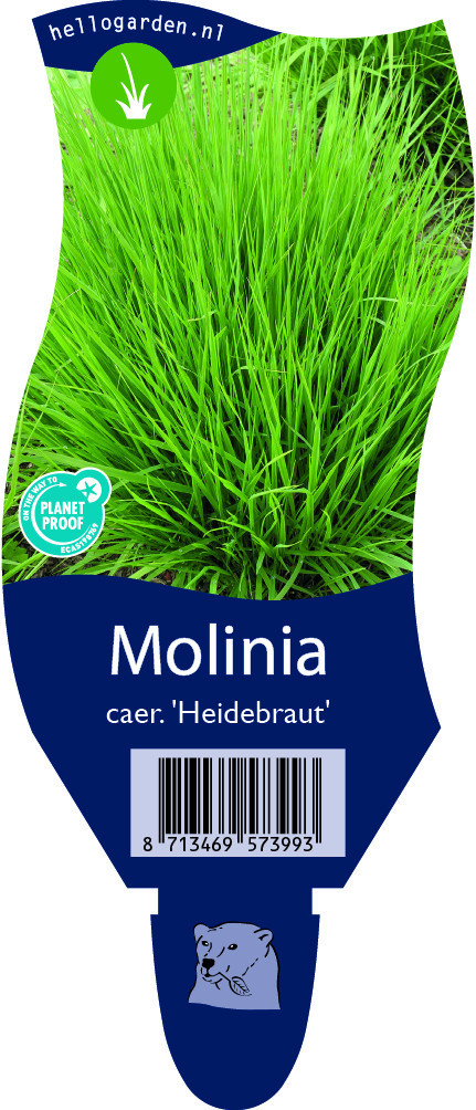 Molinia caerulea 'Heidebraut'