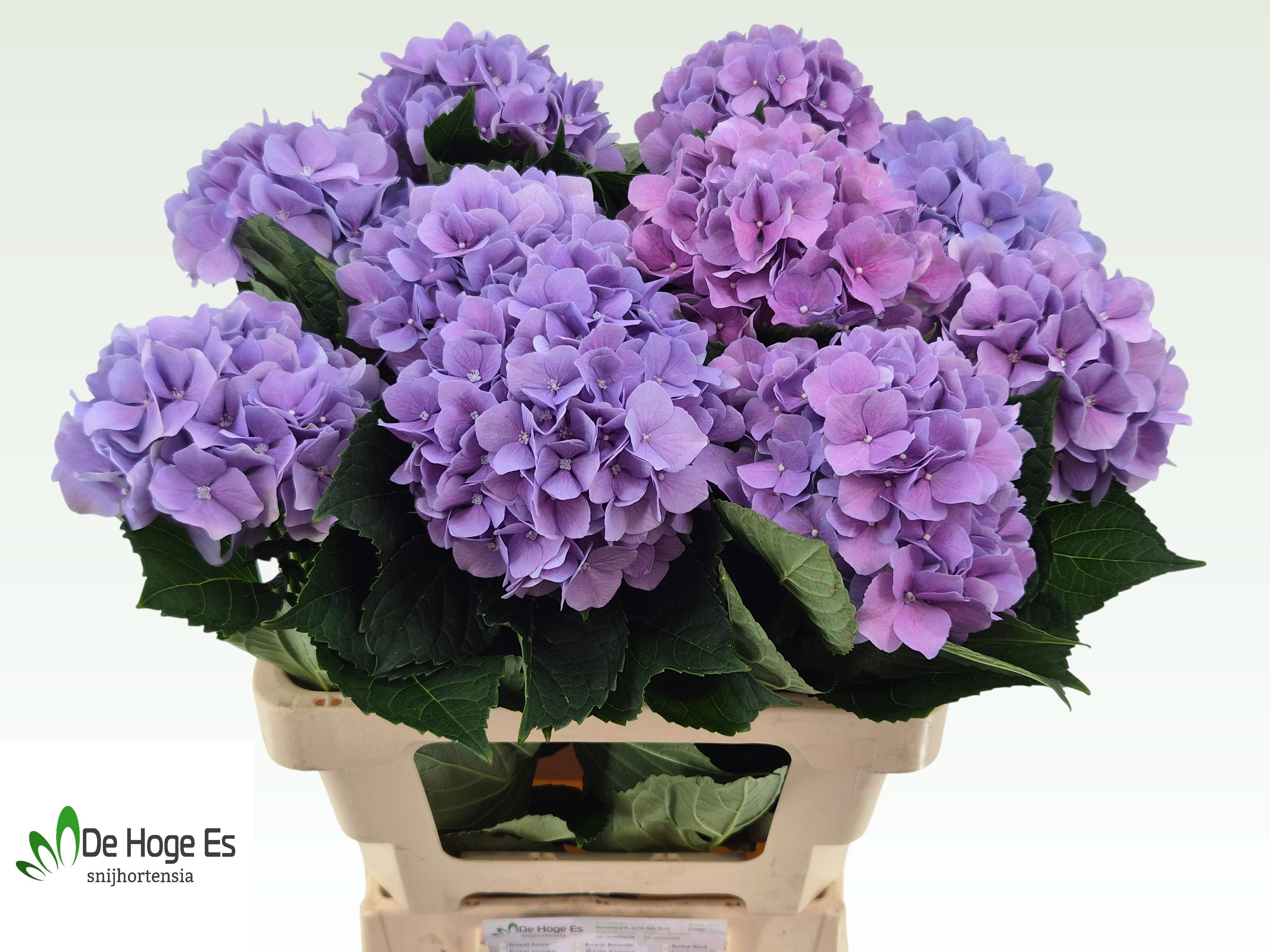 Hydrangea Royal Benefit 60cm 15Ø