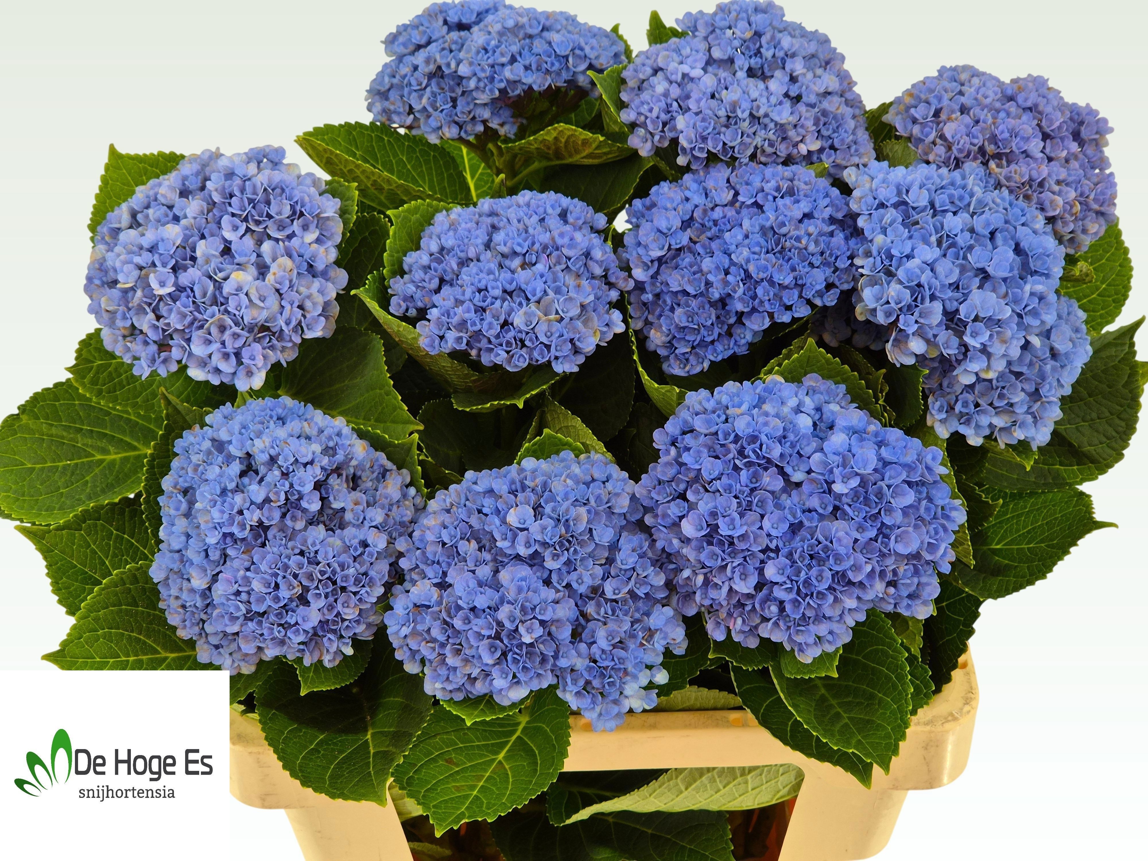 Hydrangea Revolution 60cm 12Ø