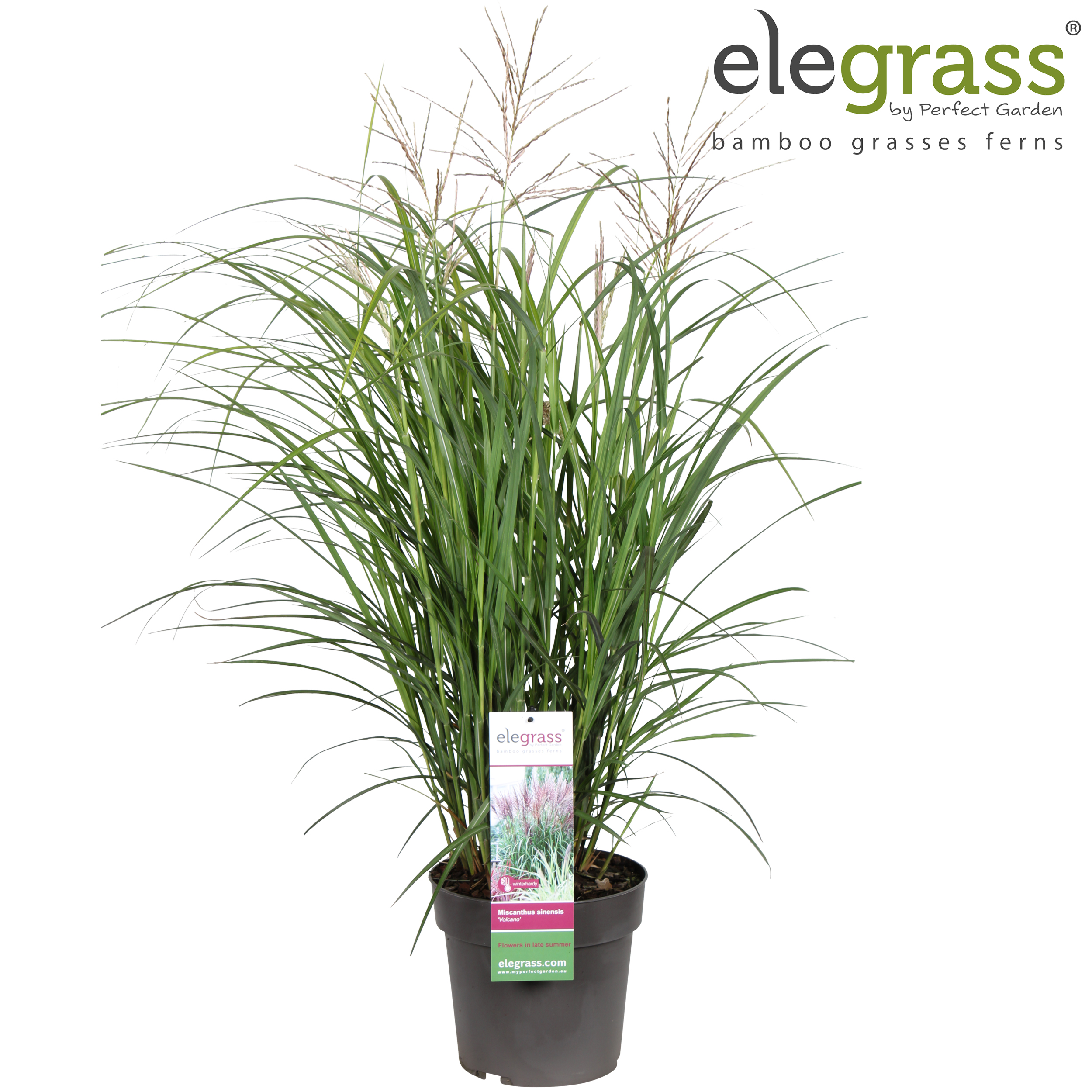 Picture of Miscanthus sinensis Volcano P23 (5 Ltr)