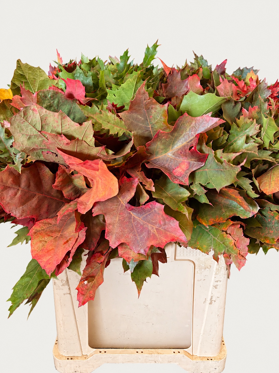Quercus Rubra 60cm