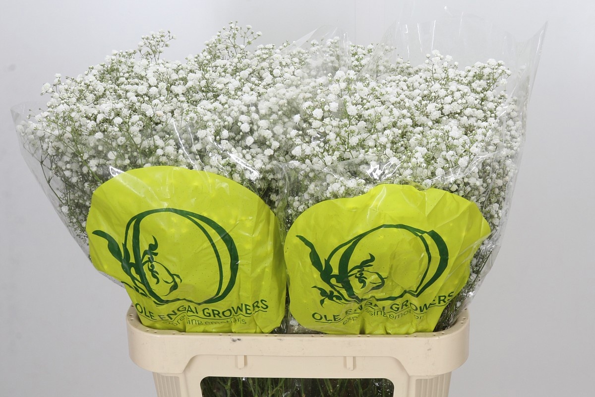 Gypsophila Xlence White 80cm 25gram