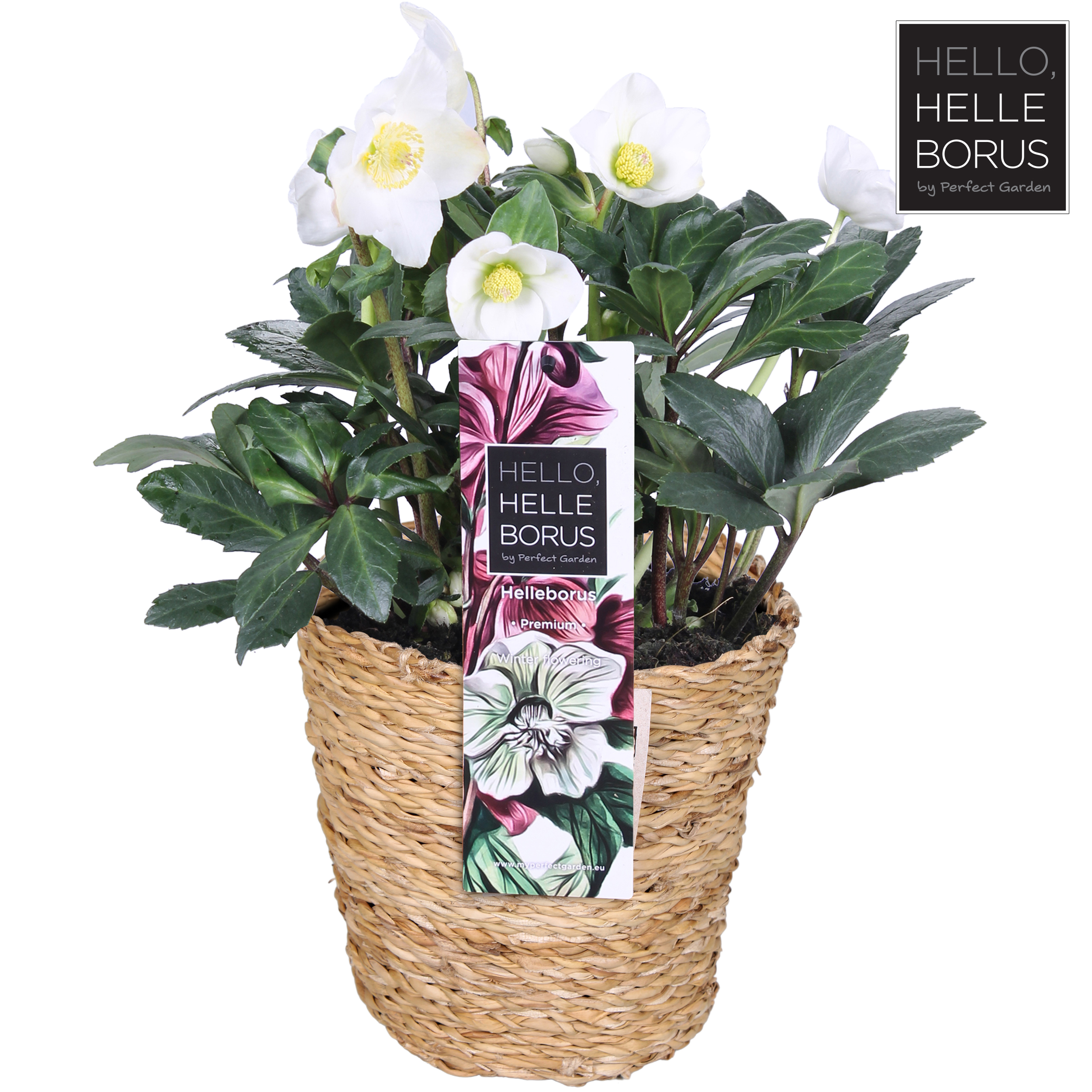 Picture of Helleborus niger 'Christmas Carol' P17 (Seagrass Basket)