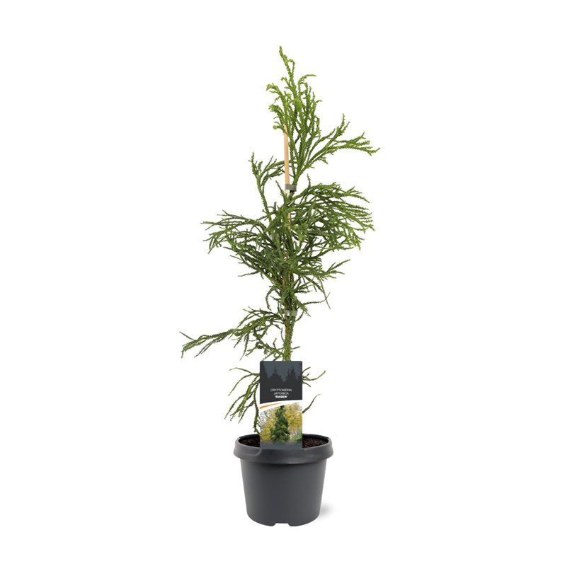 Cryptomeria japonica 'Rasen'