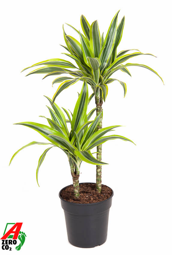 Picture of Dracaena Lemon Lime 45-15 P19 100CM