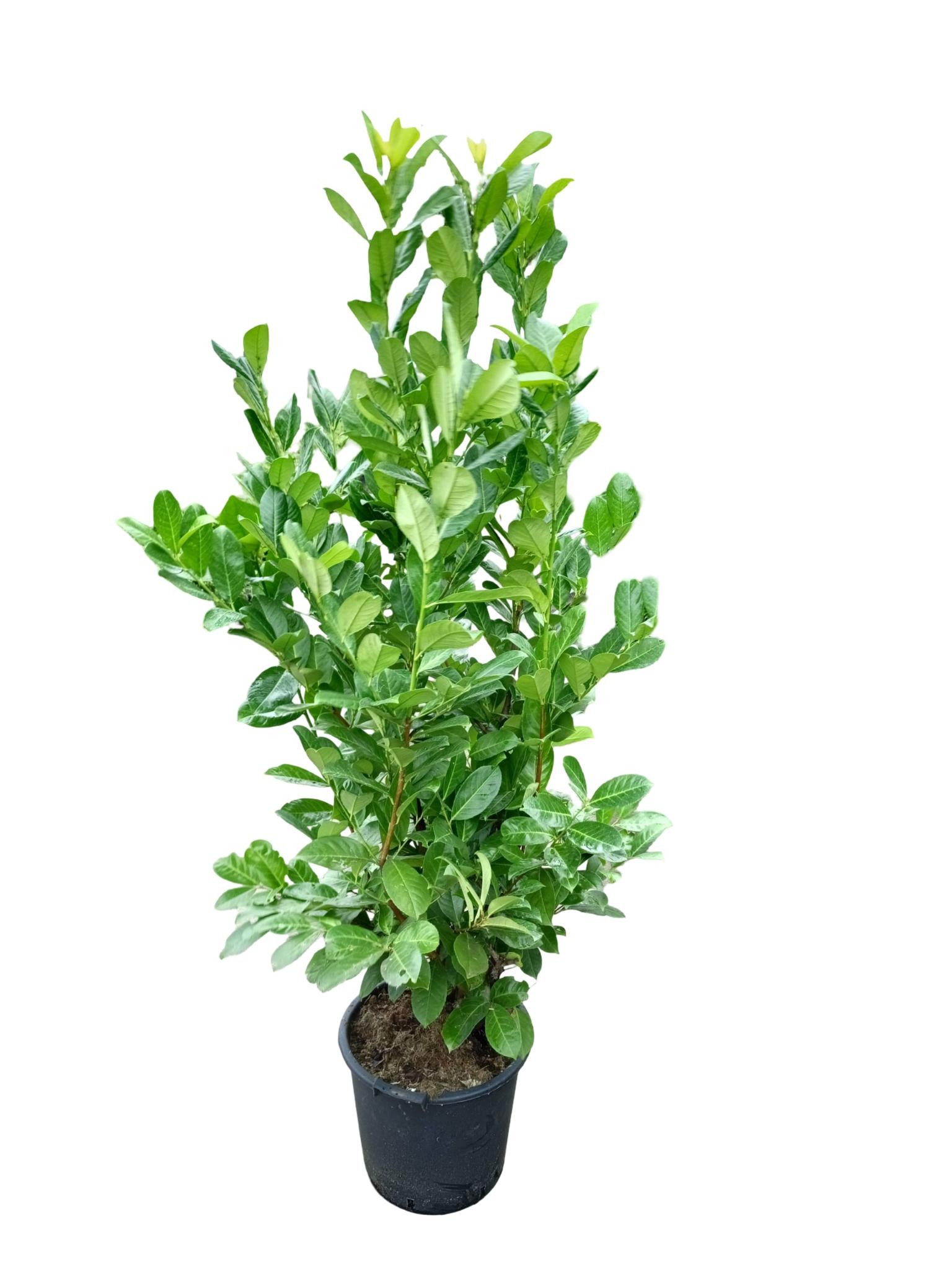 Picture of Prunus laurocerasus Rotundifolia C30