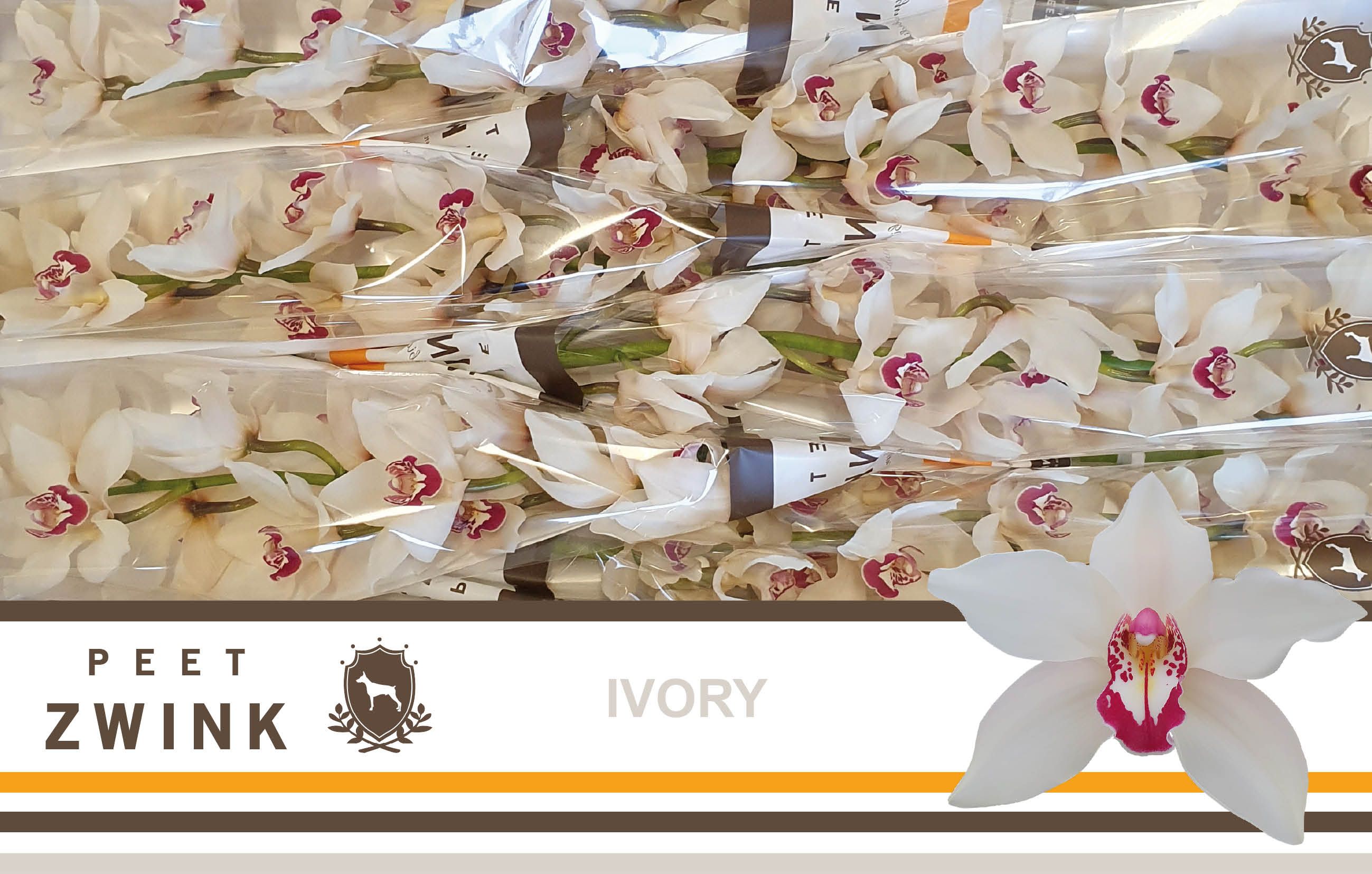 Cymbidium Ivory 12/15bl