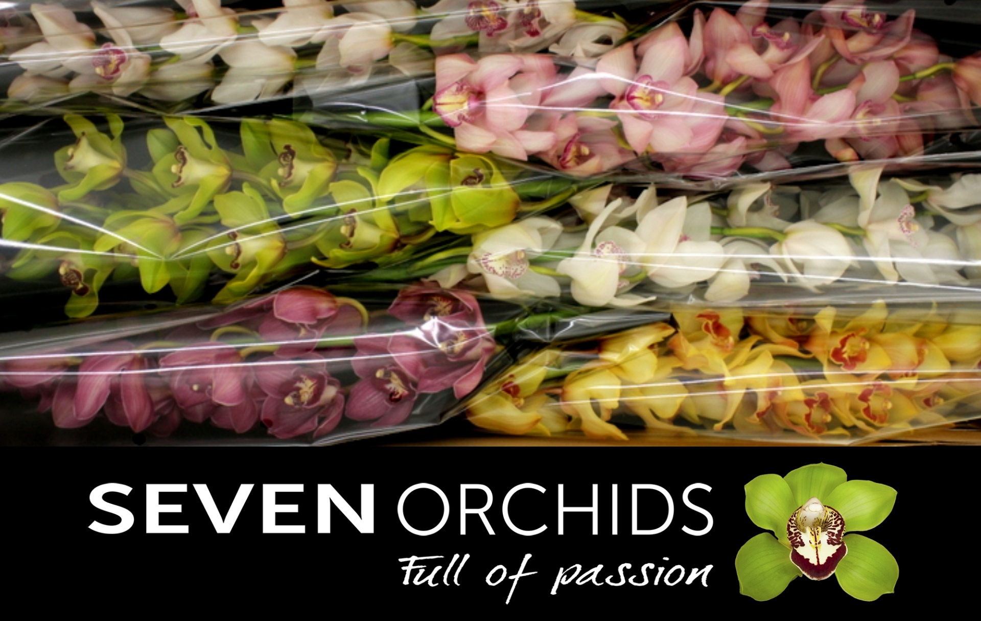 Cymbidium Asst 13bl