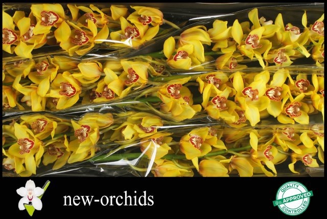 Cymbidium La Vie Stella 12/15bl