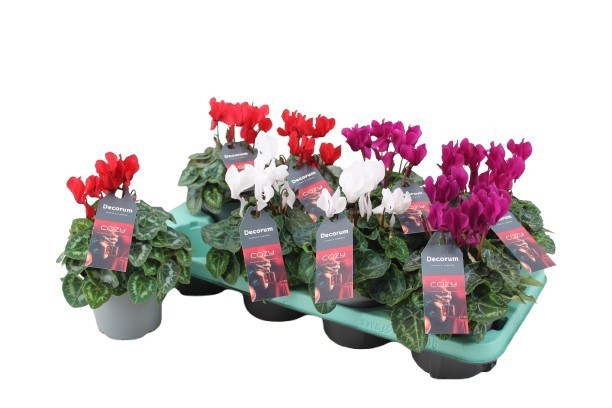 Cyclamen Christmas mix | Decorum