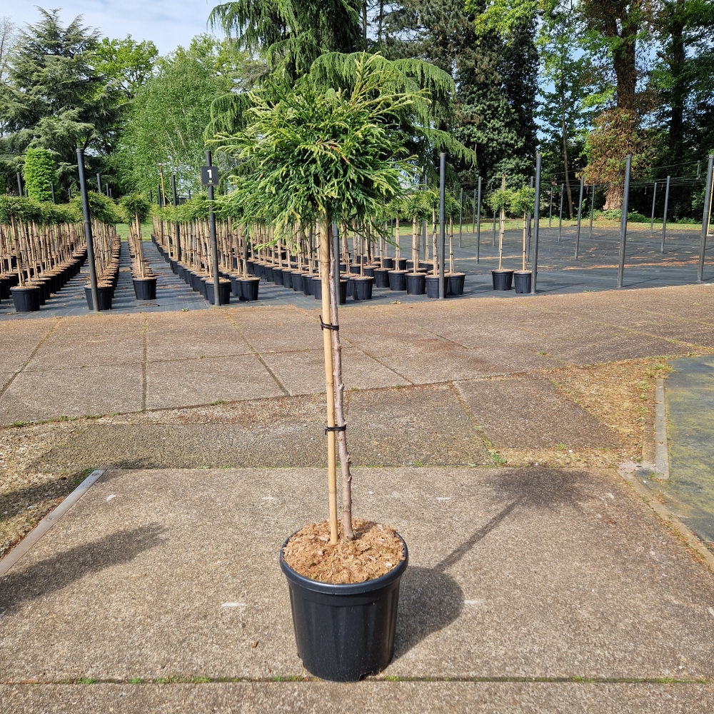 Picture of Thuja plicata Kagers Beauty C15 80/STD (LOOSE)